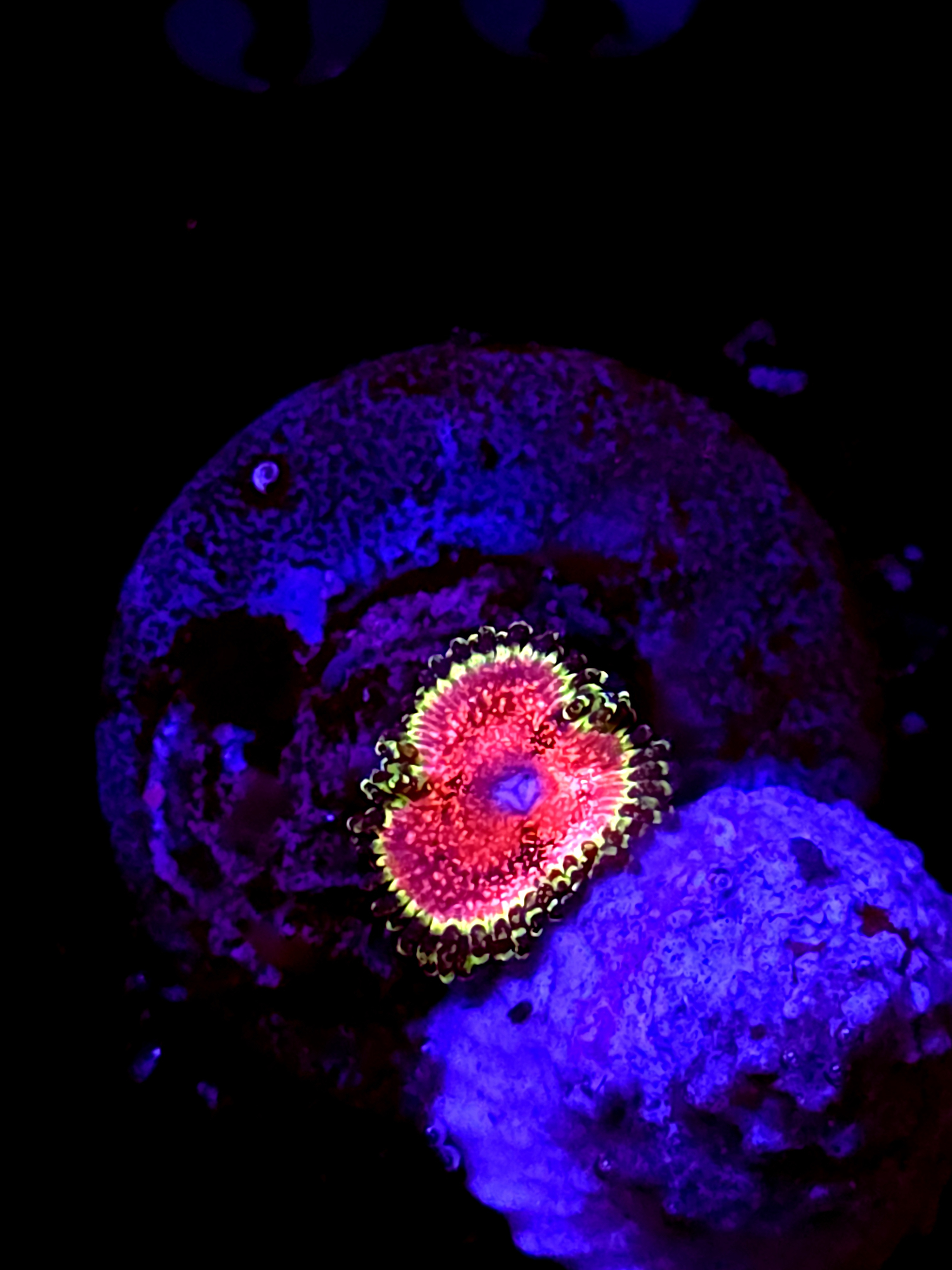 SBB "No Name" Zoa 1 Polyp