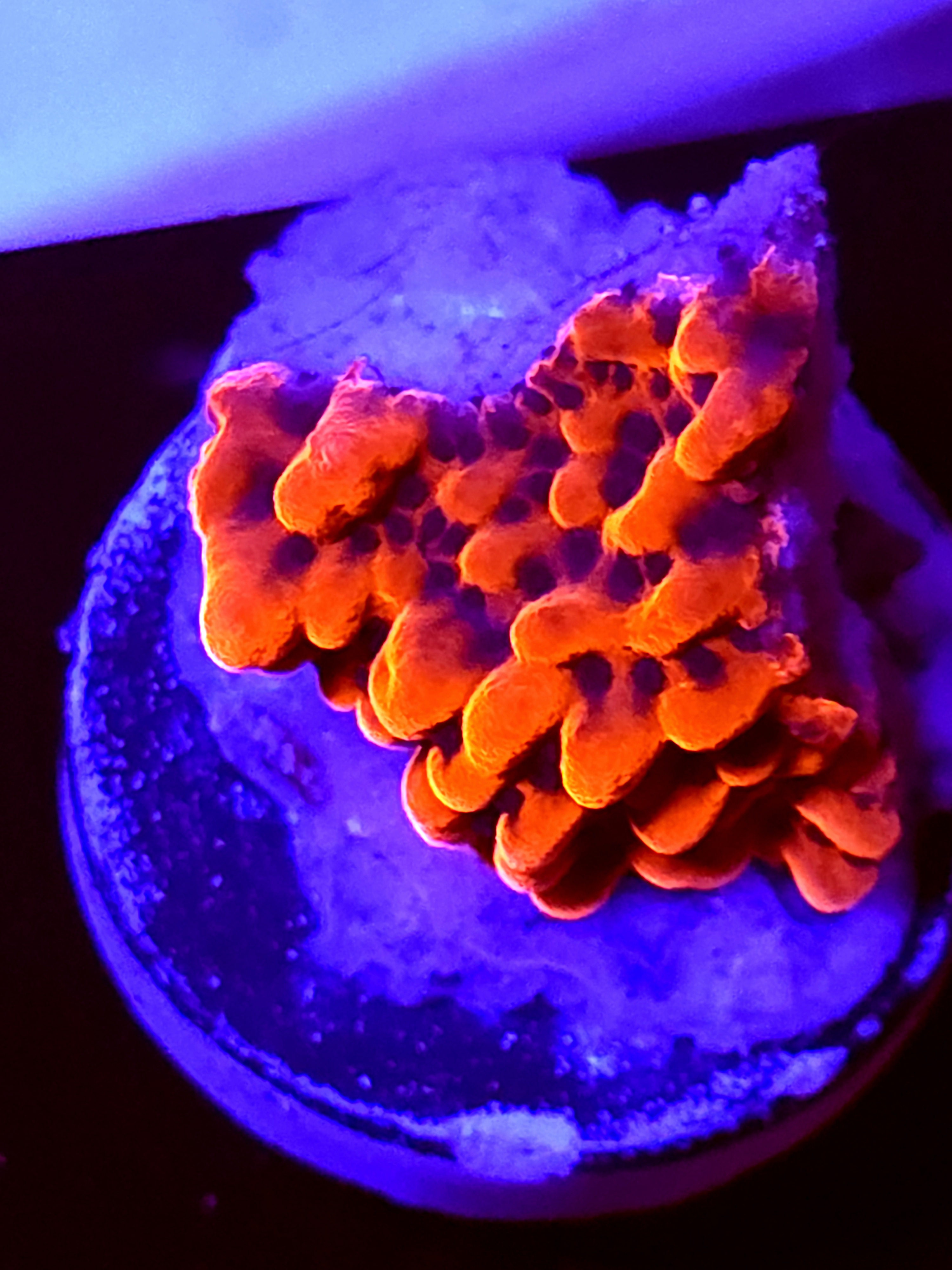 SBB"Mystery Signature" Monti