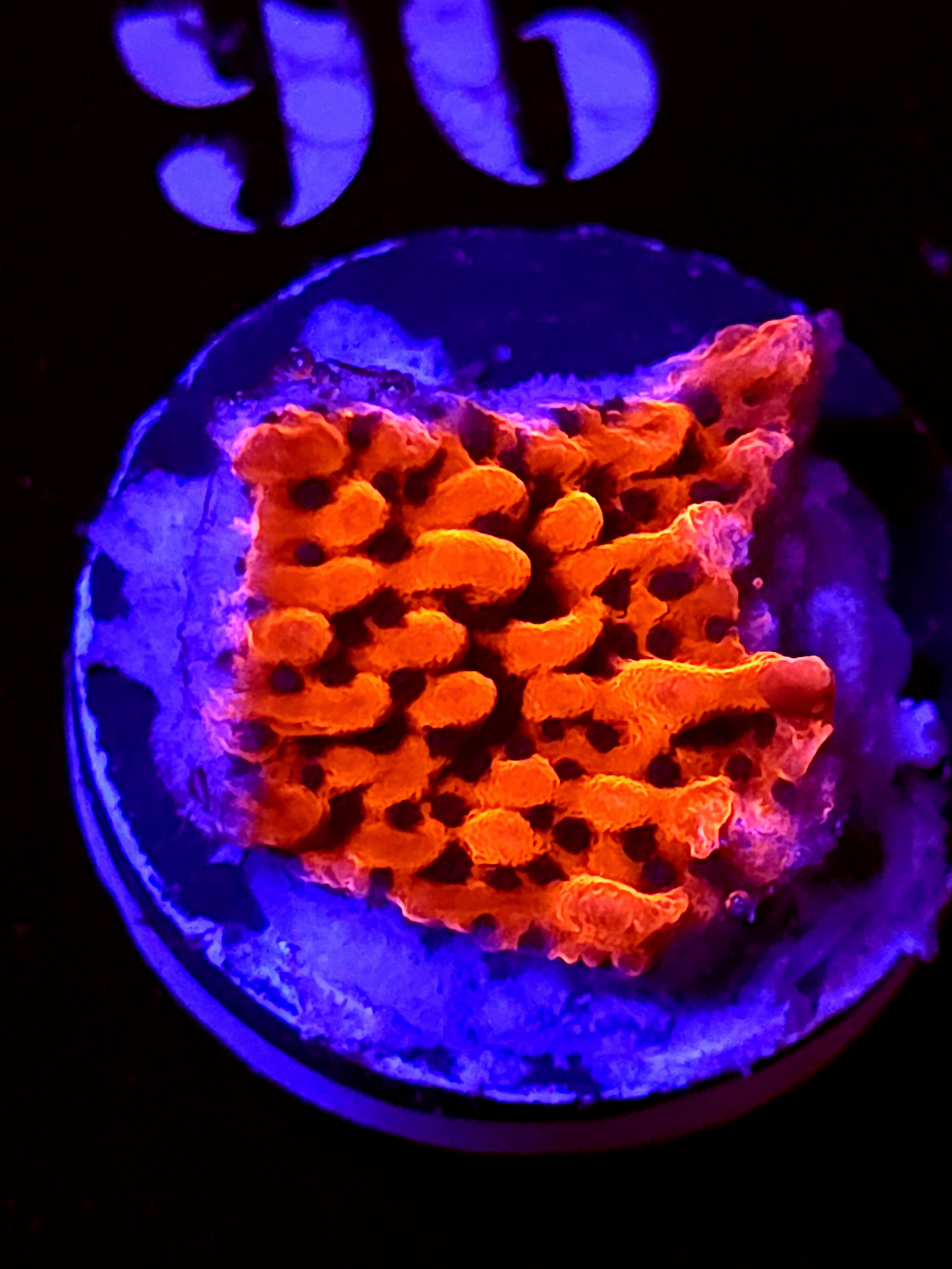 SBB"Cherry Tree" Monti