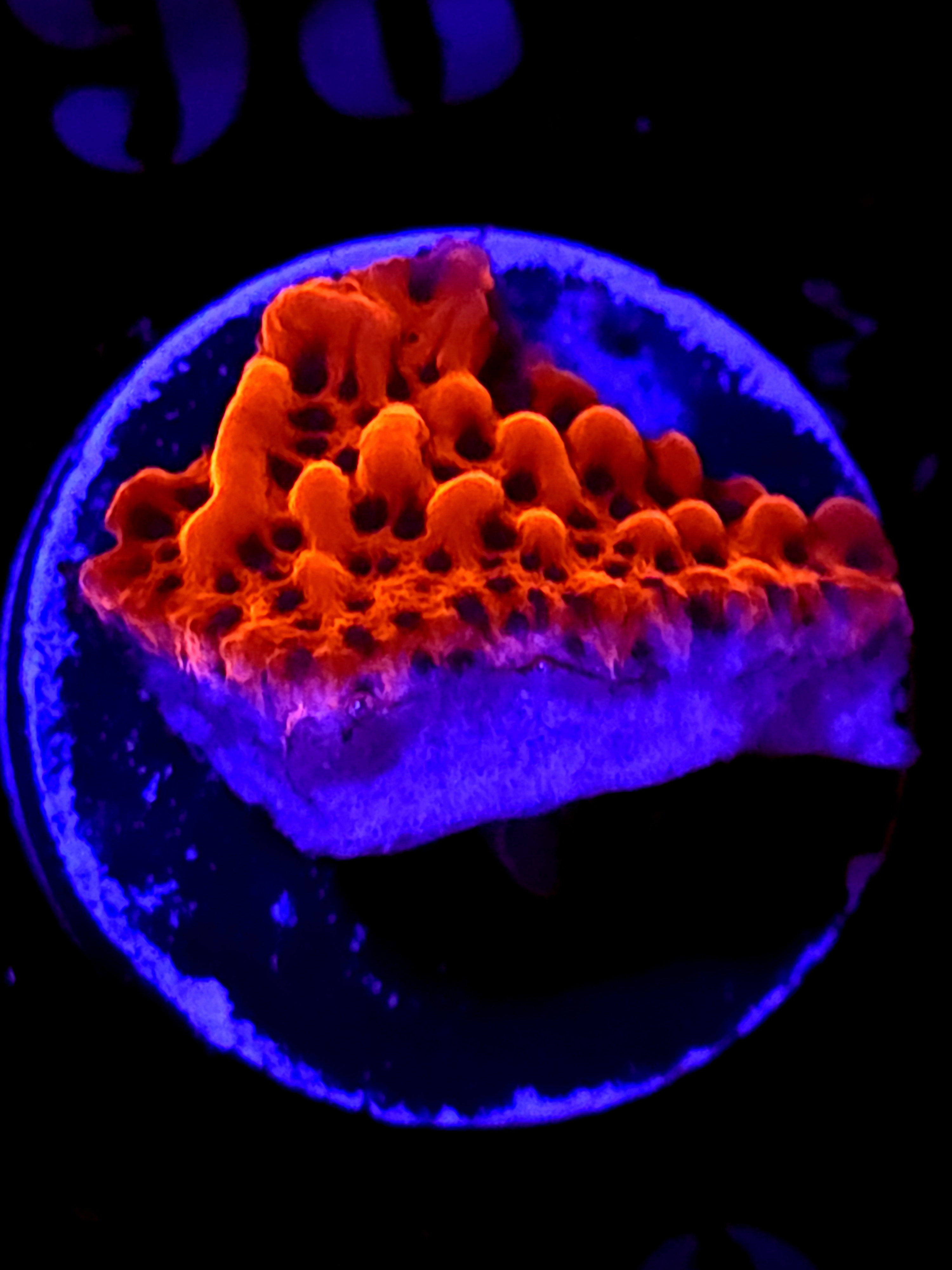 SBB"Cherry Tree" Monti