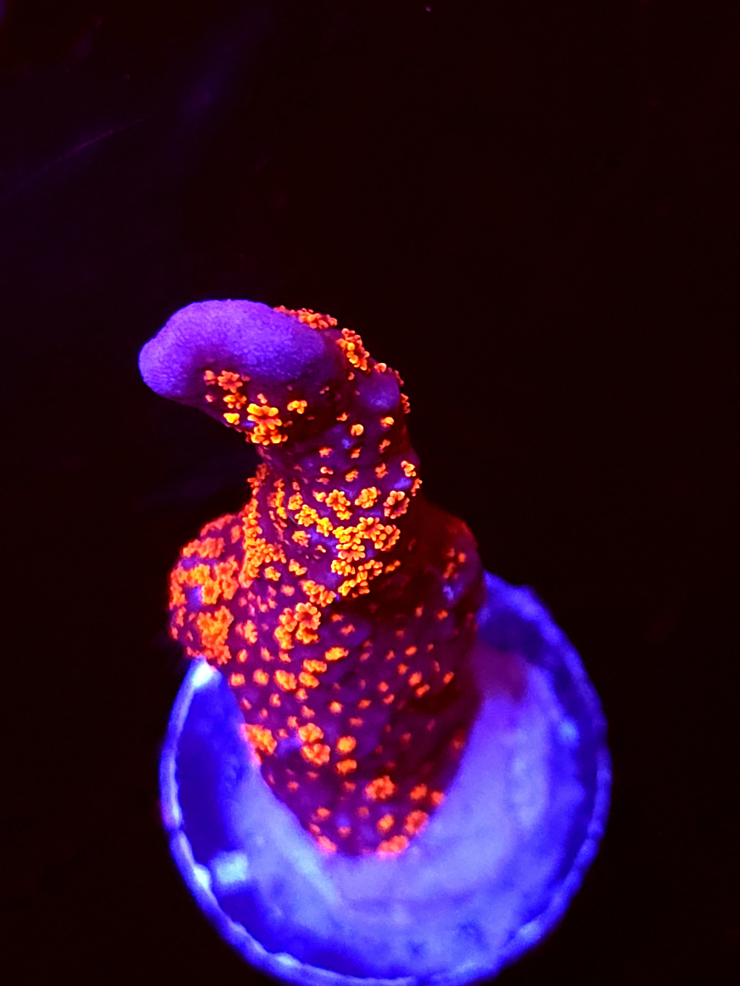 SBB "Bubble Digi" Acro Medium Branch