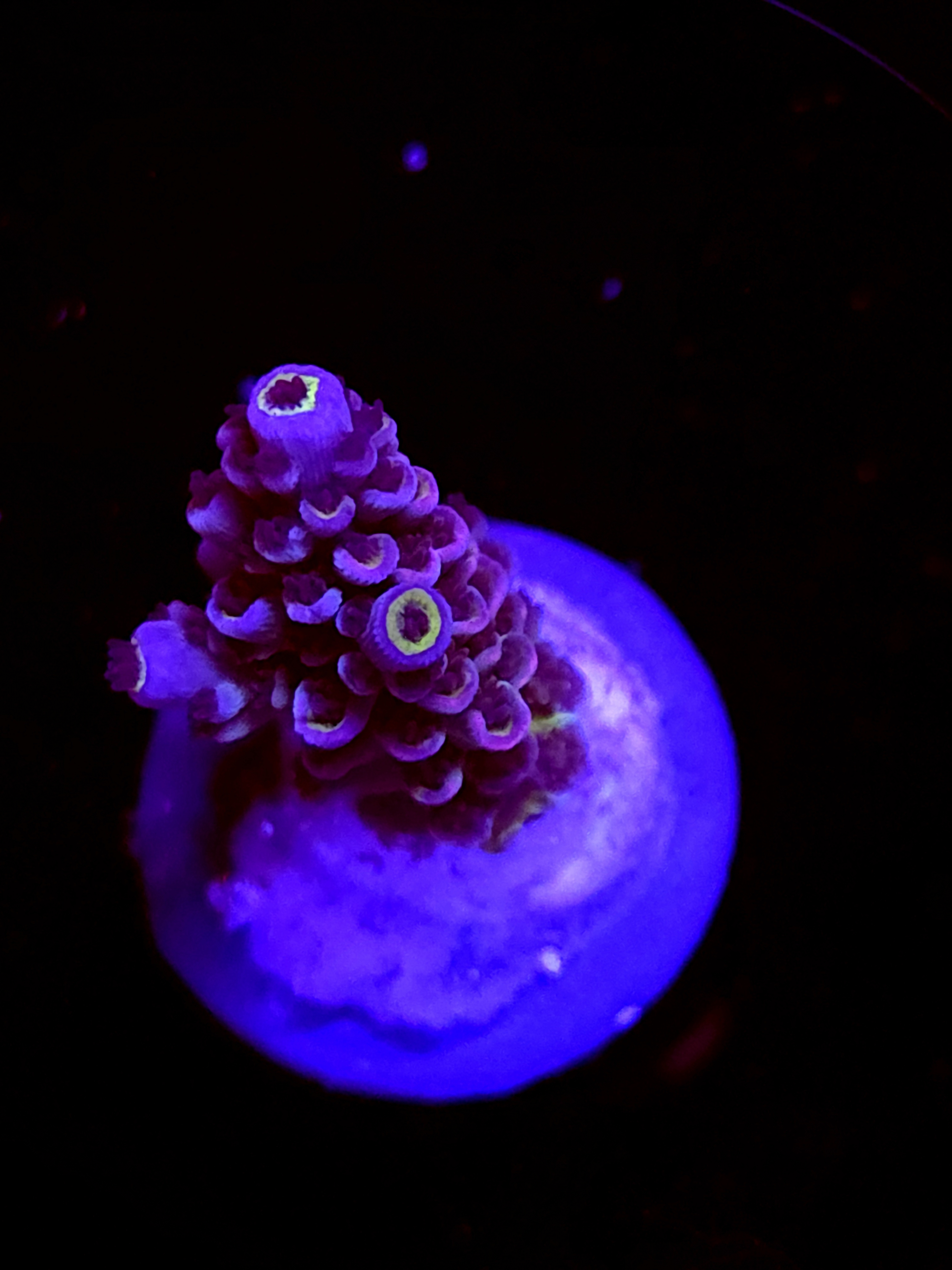 SBB "Mystery Signature" Acro Small Branch