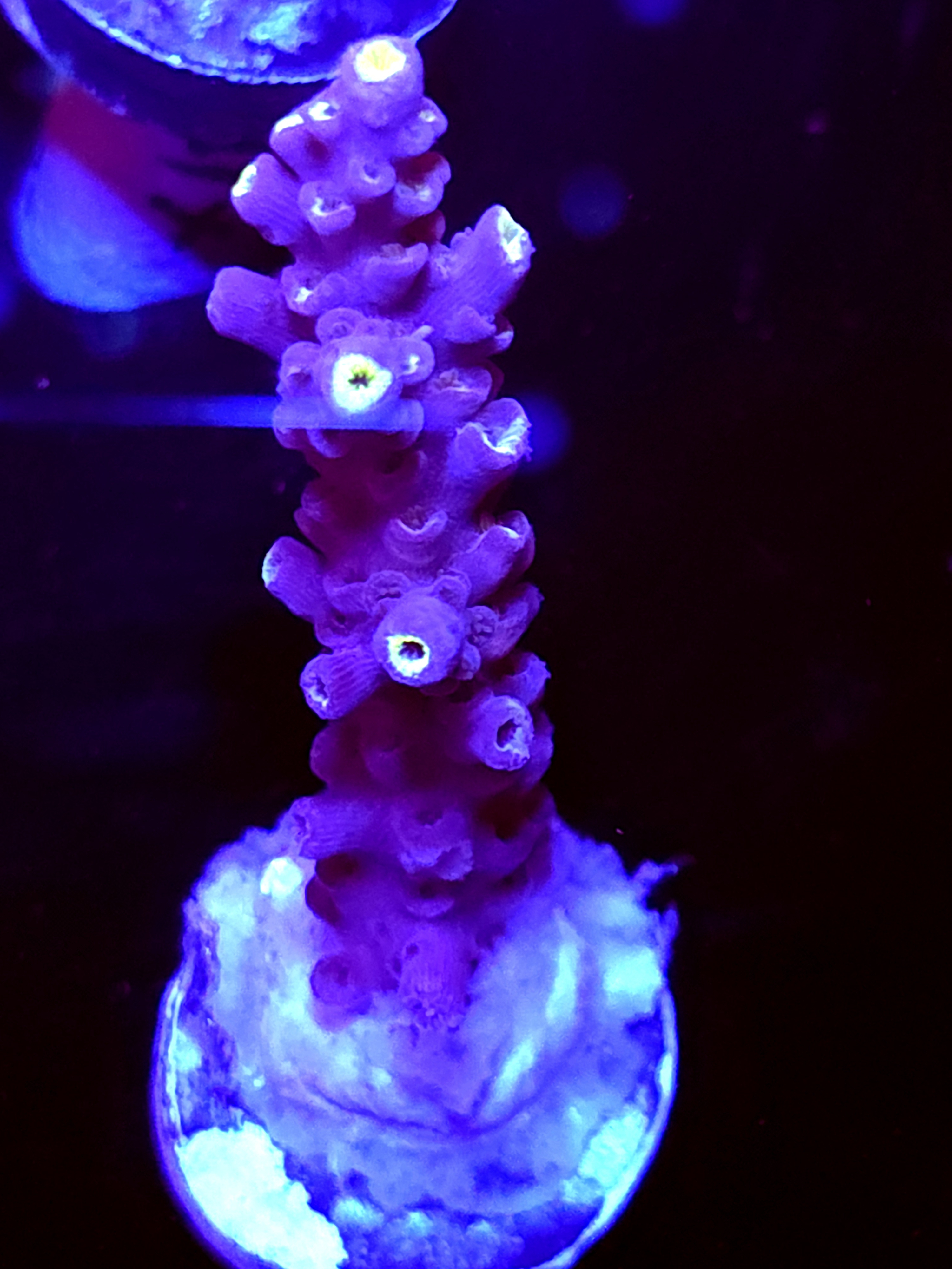 SBB "Twisted Steel" Acro Large Branch