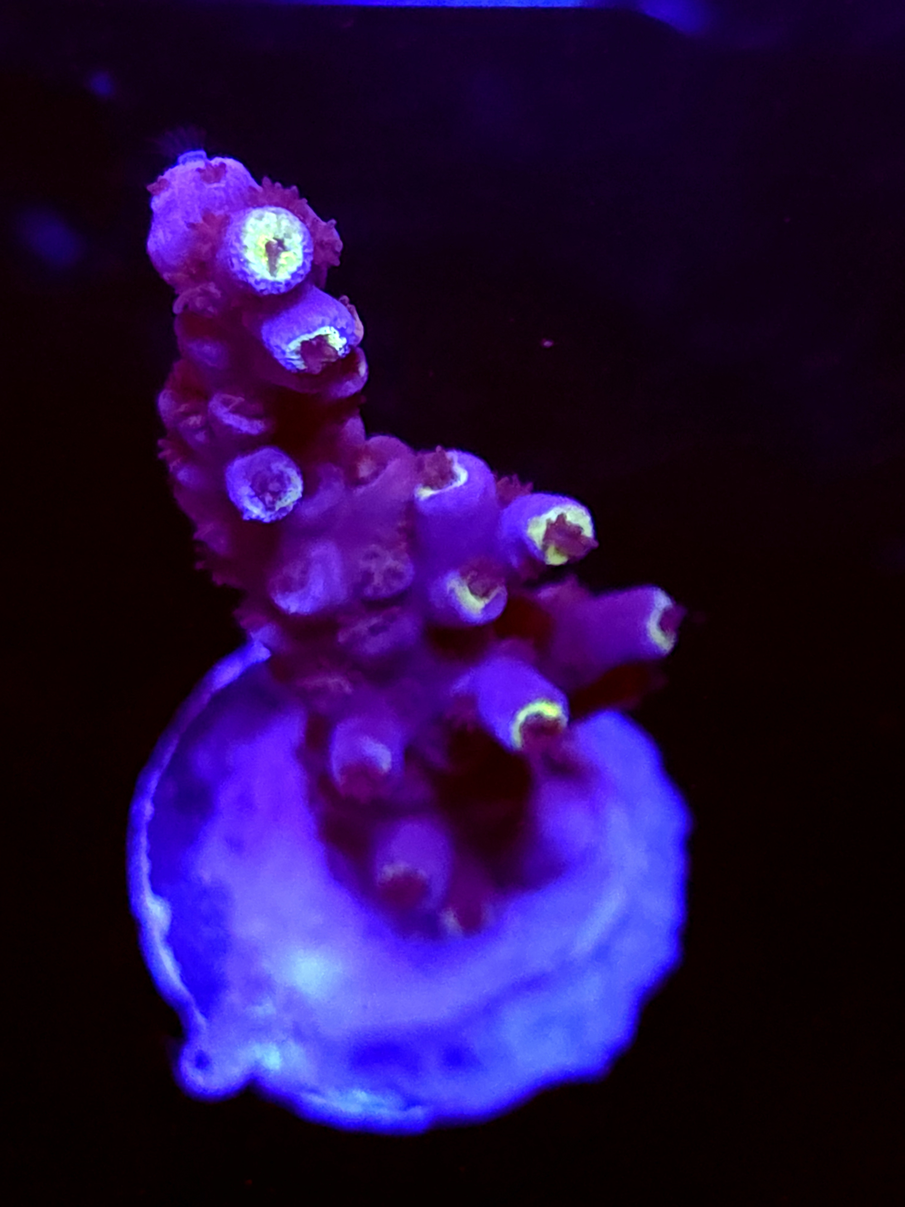 SBB "Twisted Steel" Acro Medium Branch