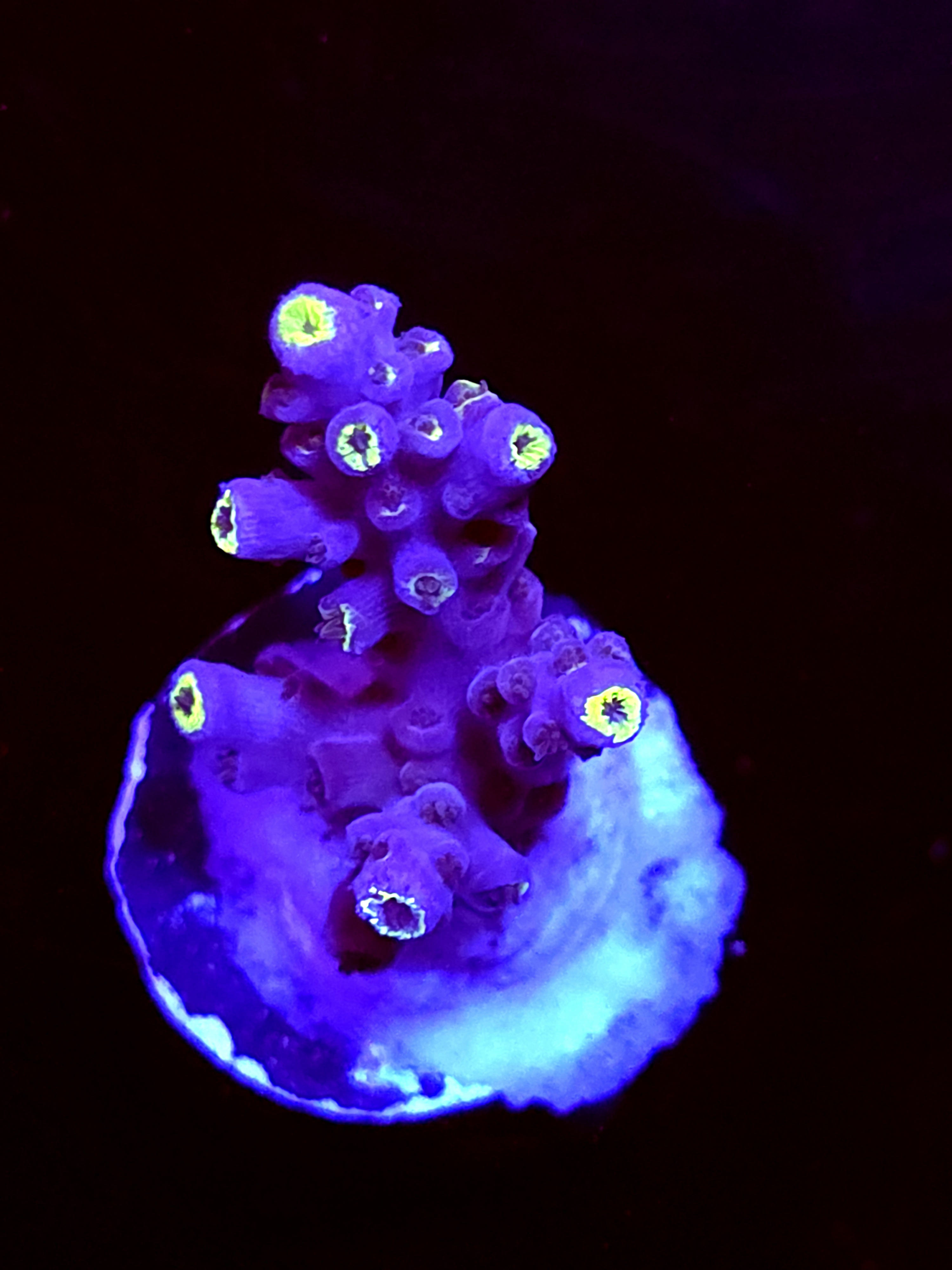 SBB "Mystery Signature " Acro Small Branch