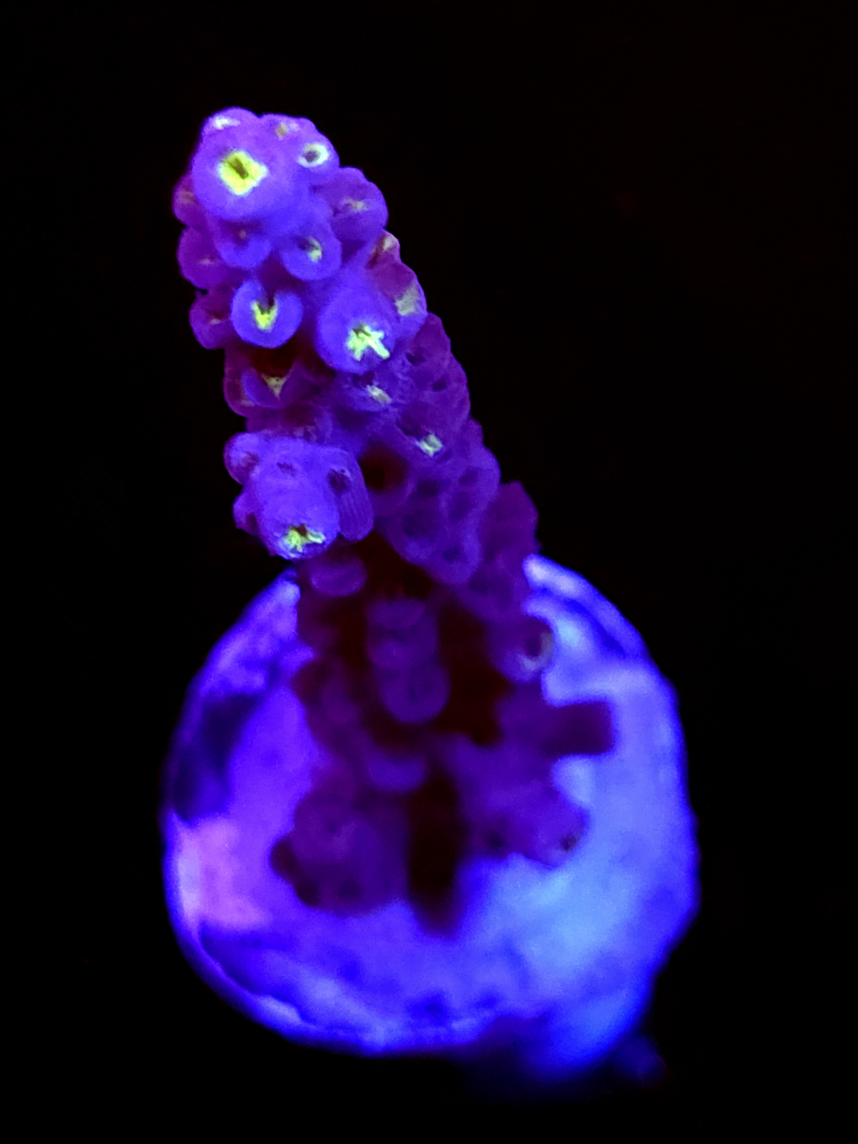 SBB "Twisted Steel" Acro Large Branch