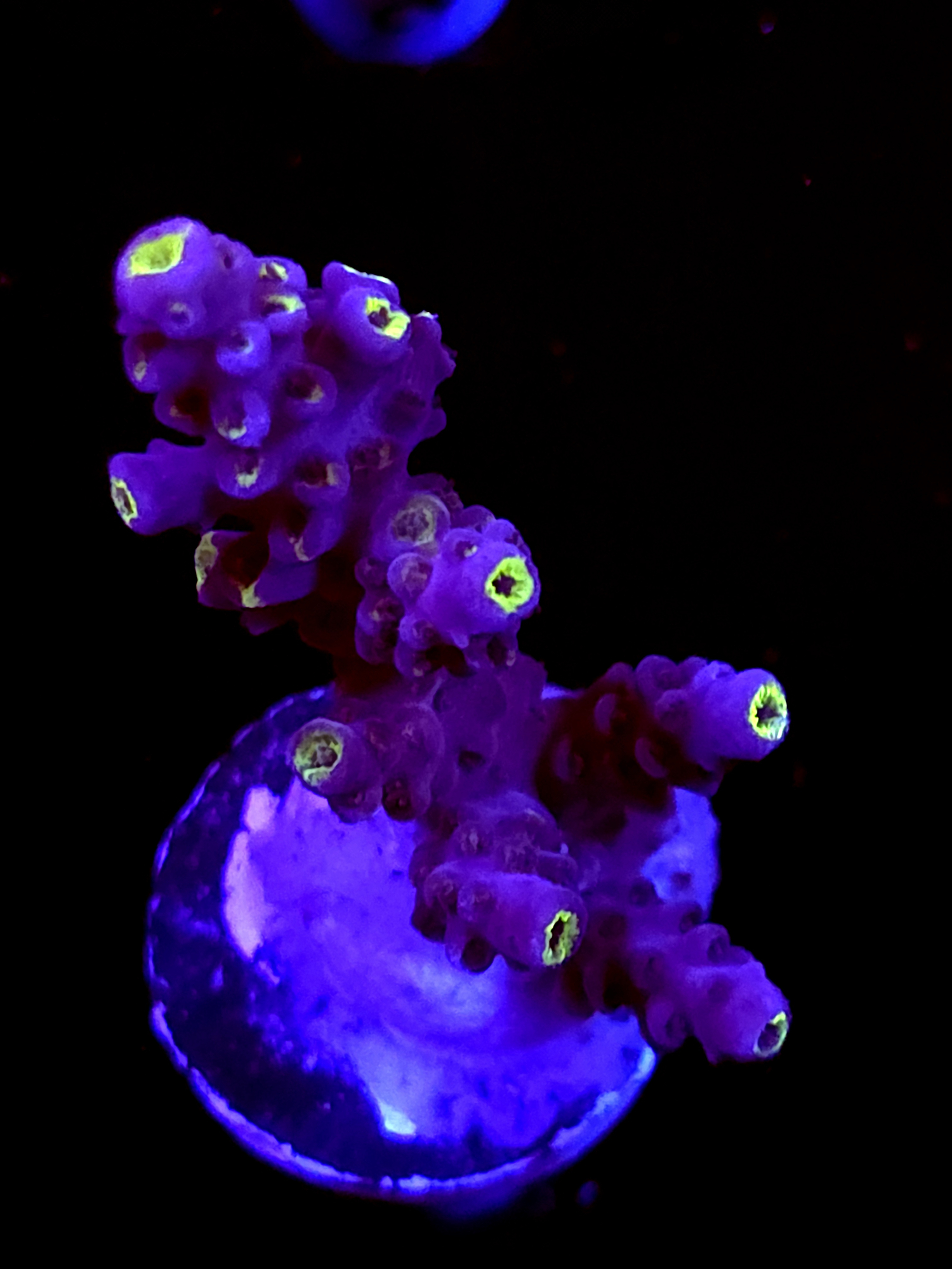 SBB "Twisted Steel" Acro Medium Multibranch