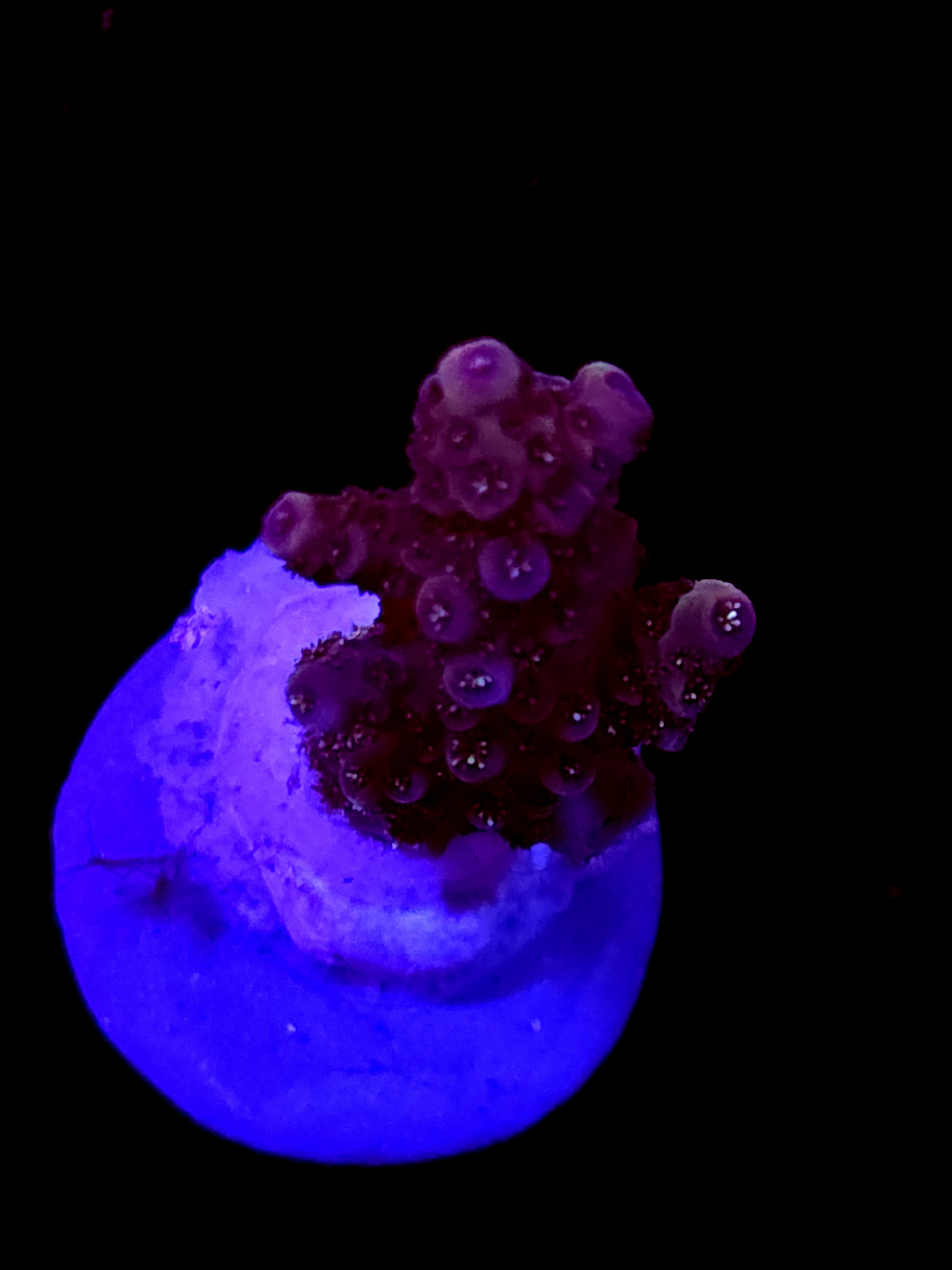 SBB "Melty Mix" Acro Small Branch