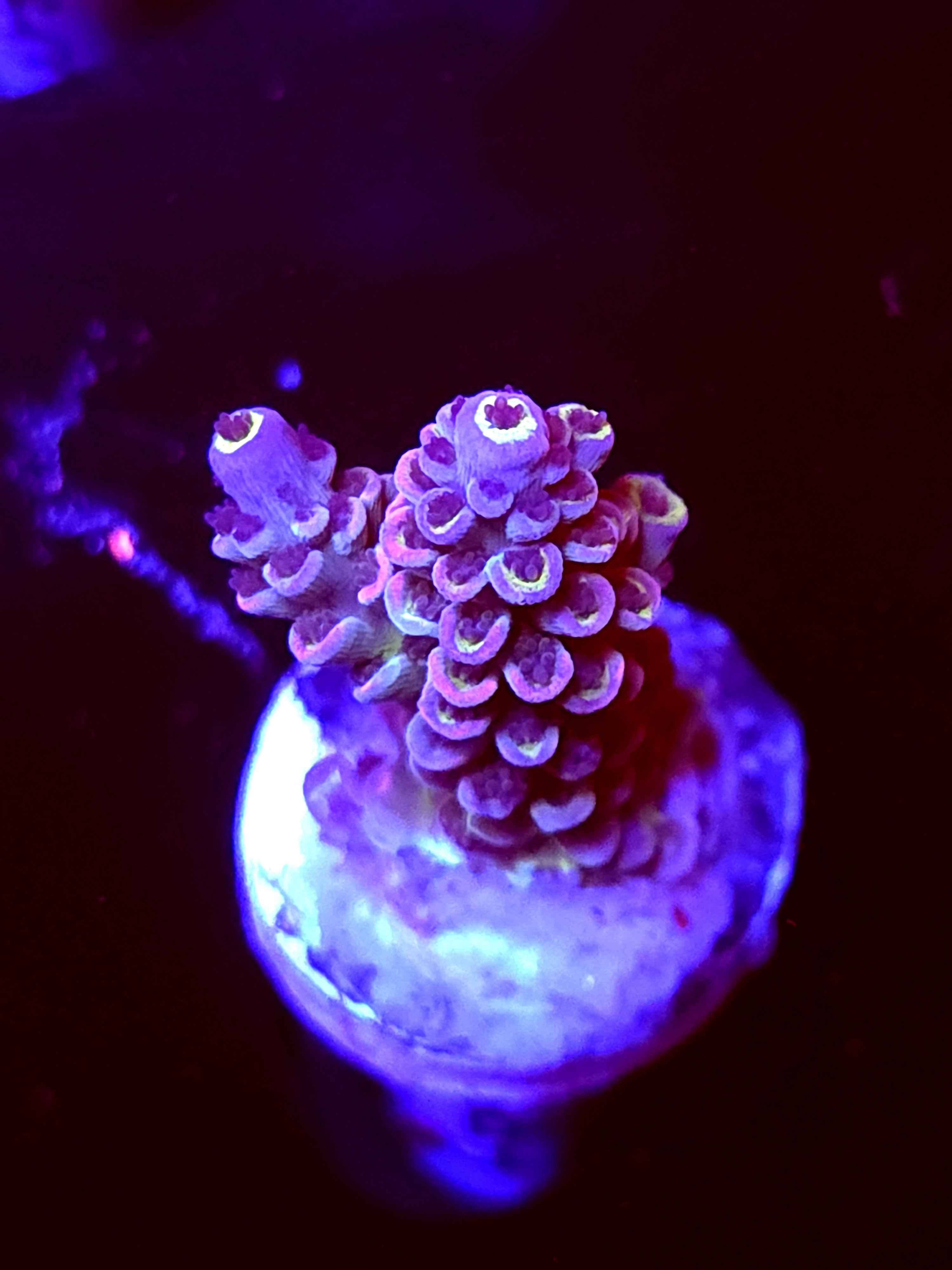 SBB "Candy Crane" Acro Medium Branch