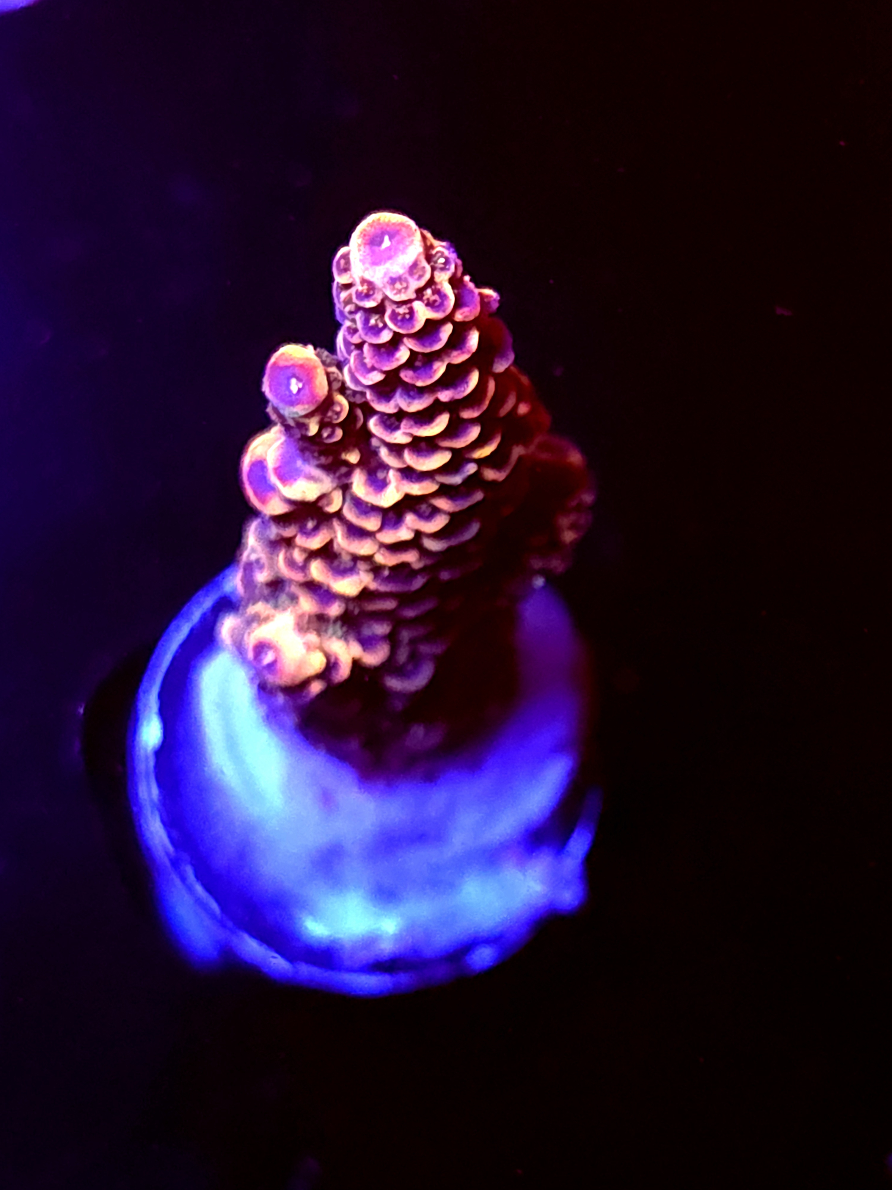 SBB "Melty Mix" Acro Medium Branch