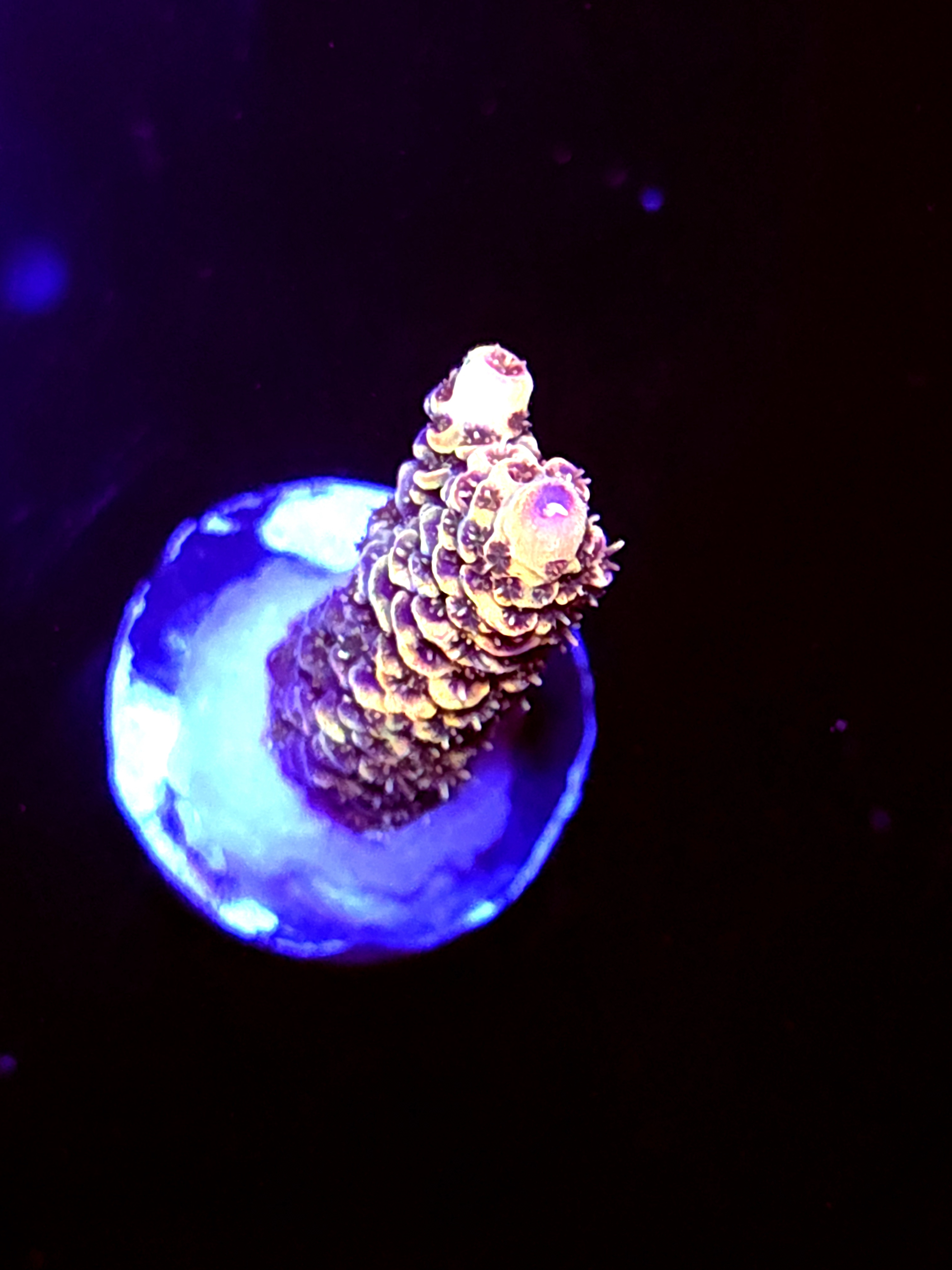 SBB "Melty Mix" Acro Small Branch