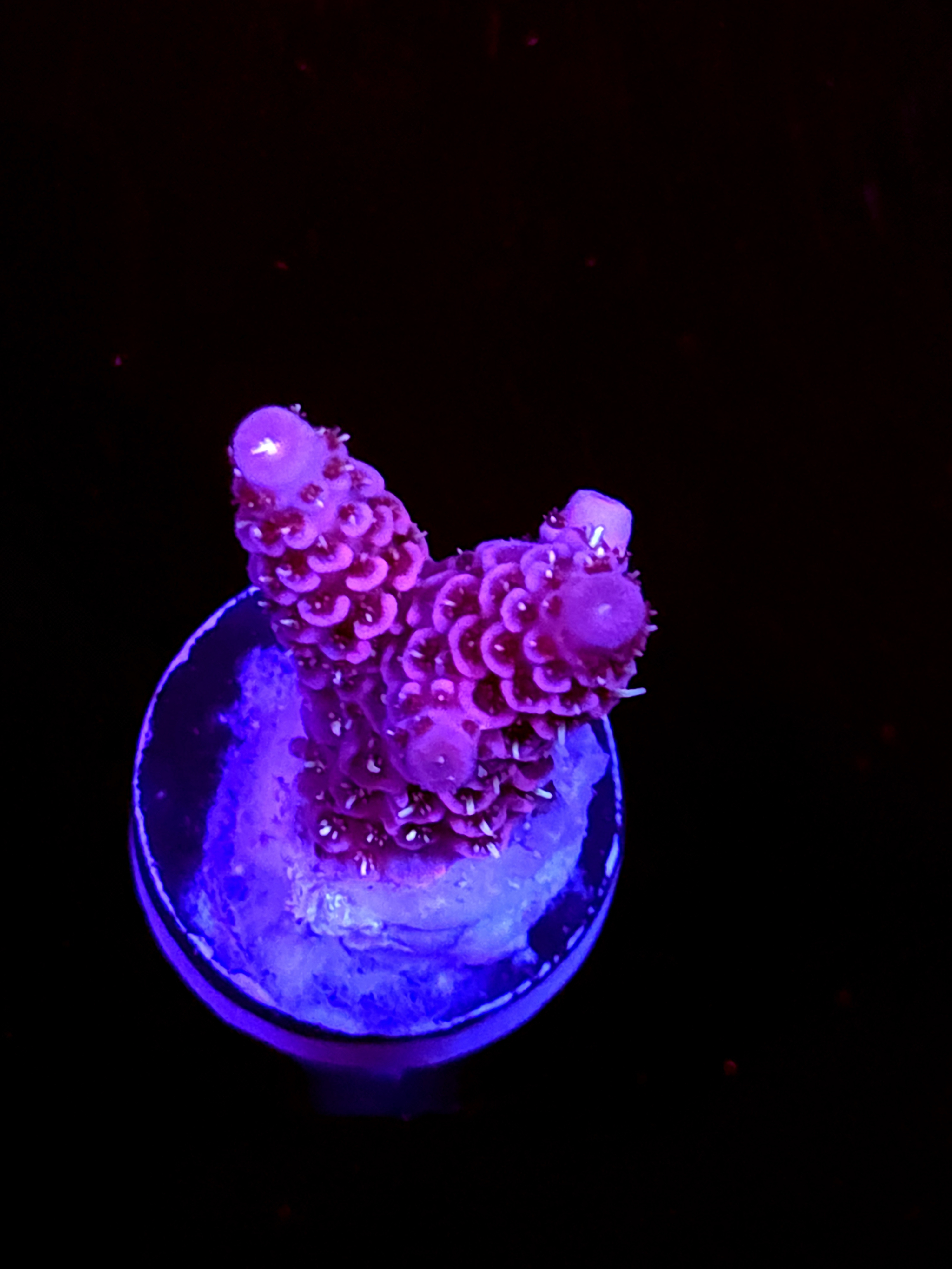 SBB "Fire Dragon" Acro Small 2 Branch