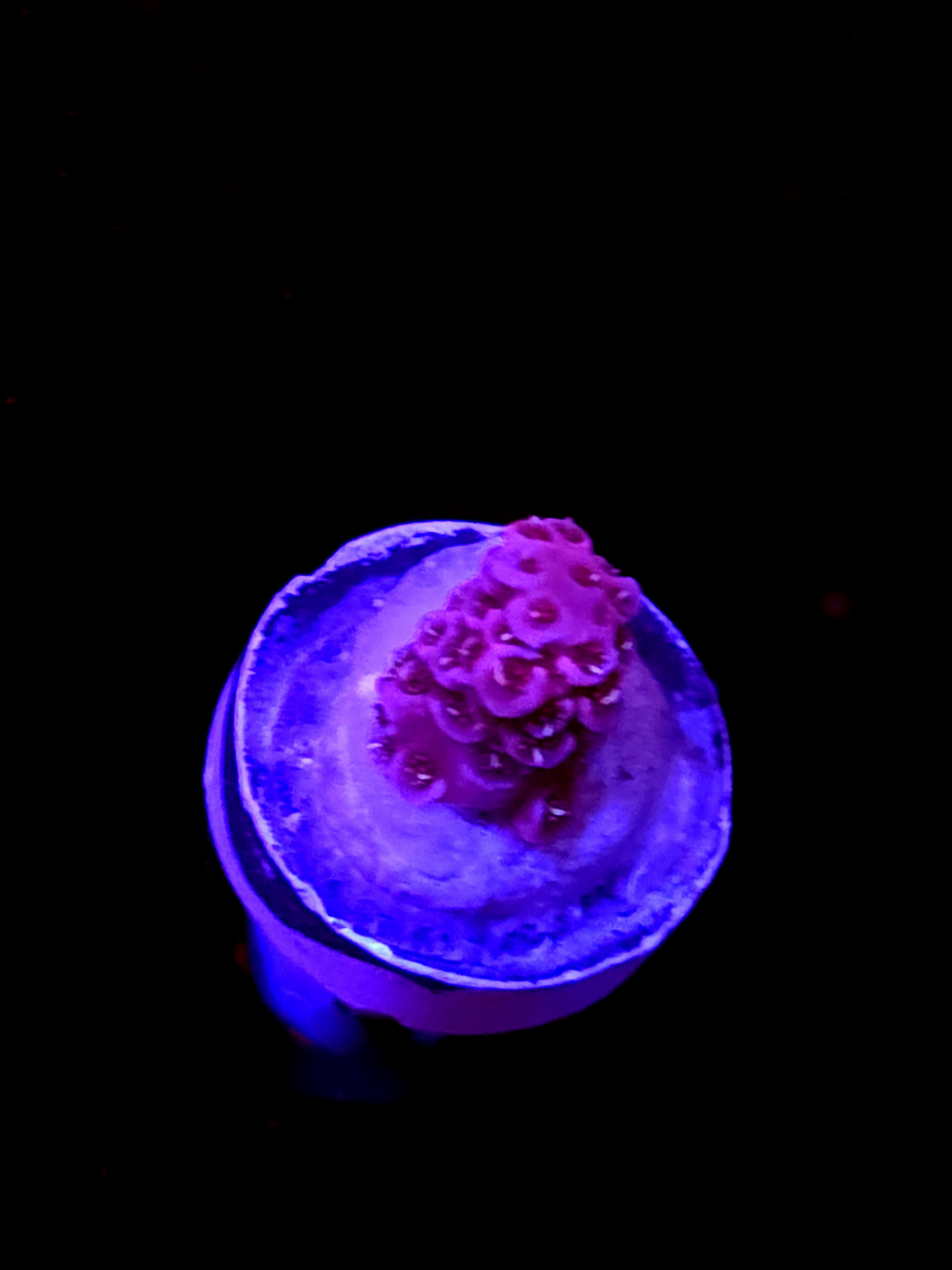 SBB "Mystery Signature" Acro Tiny Branch