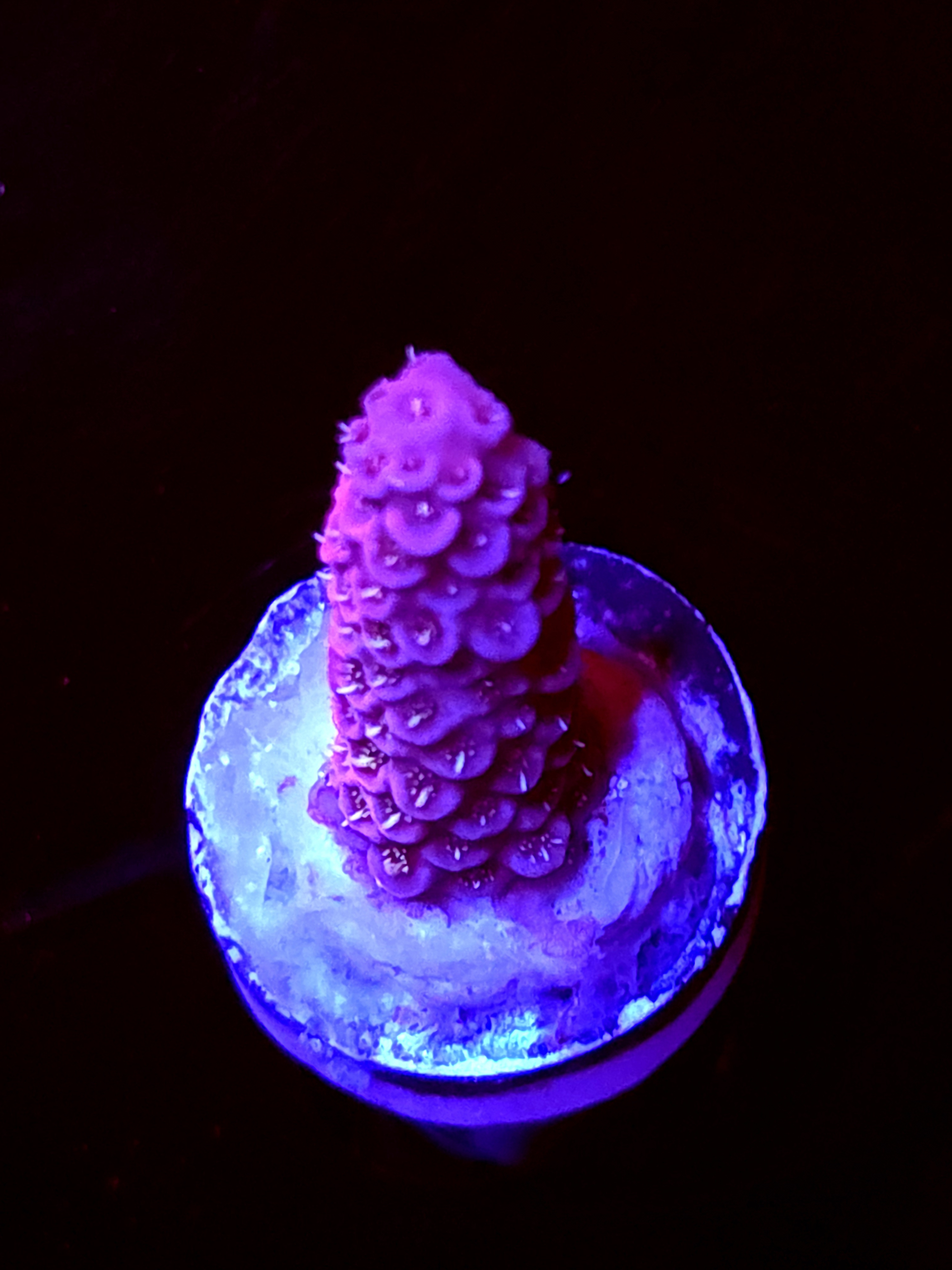 SBB "Fire Dragon" Acro Small Branch