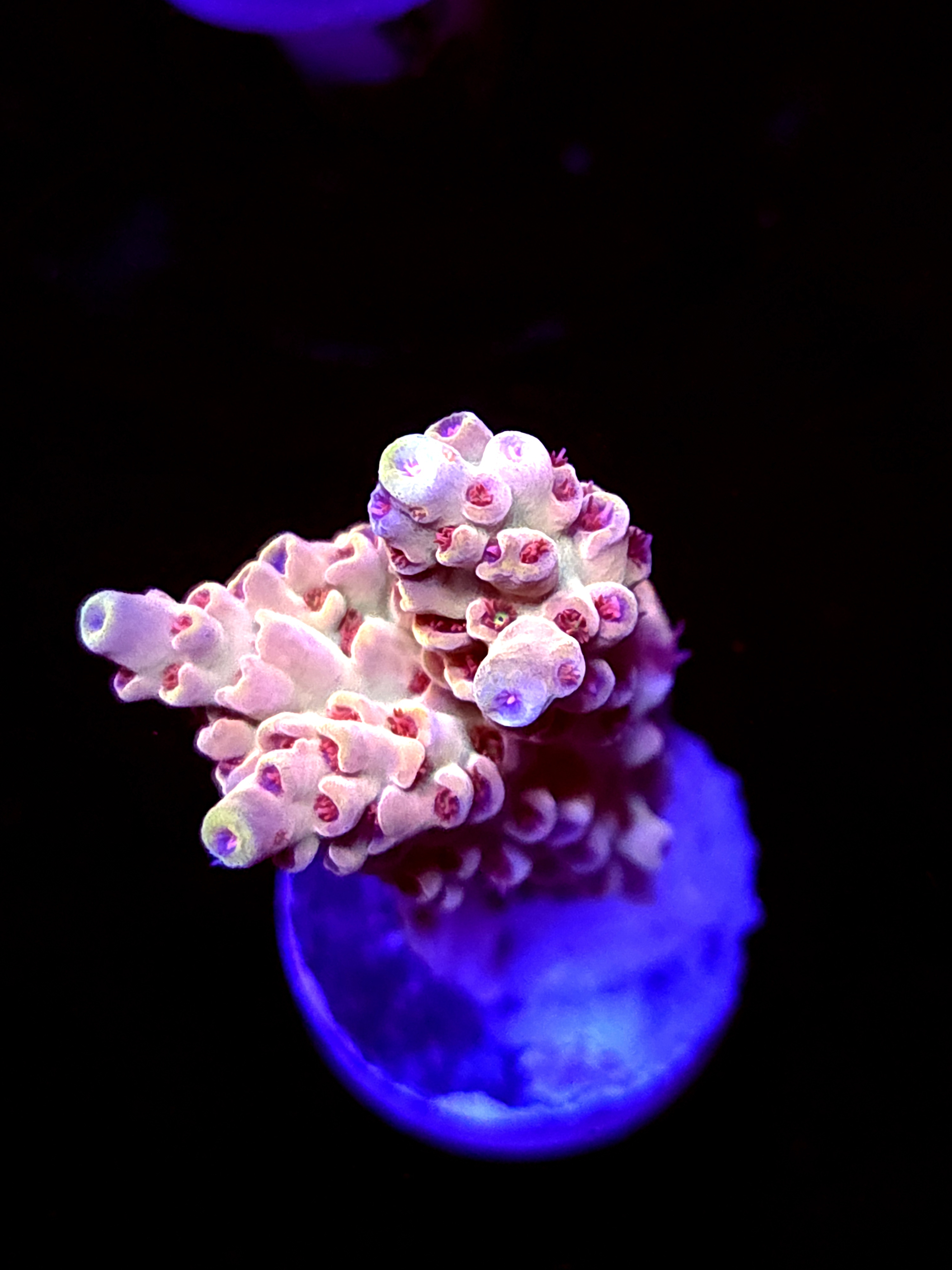 SBB "Cremebule" Acro Medium Branch