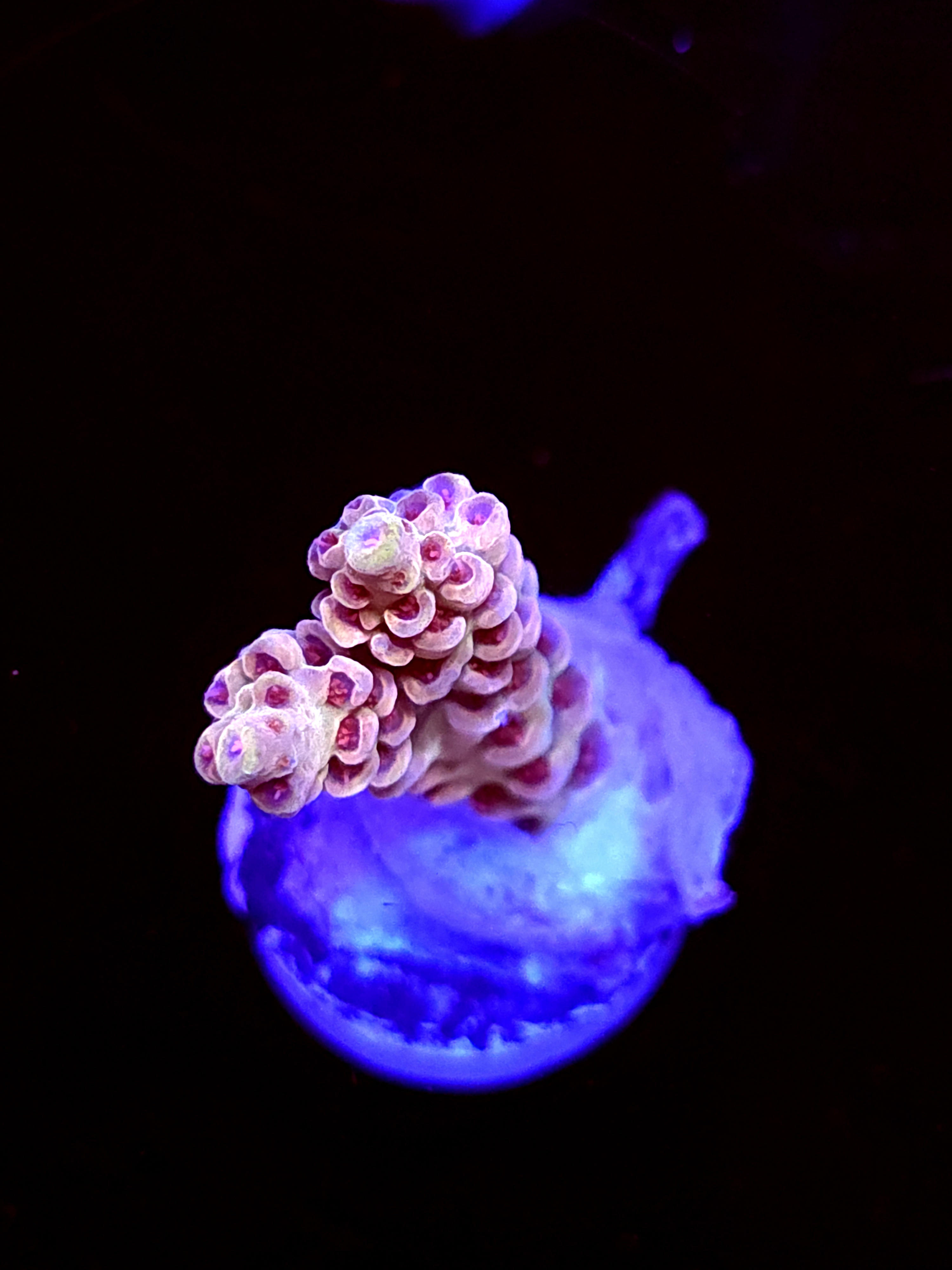 SBB "Mystery Signature" Acro Small Branch