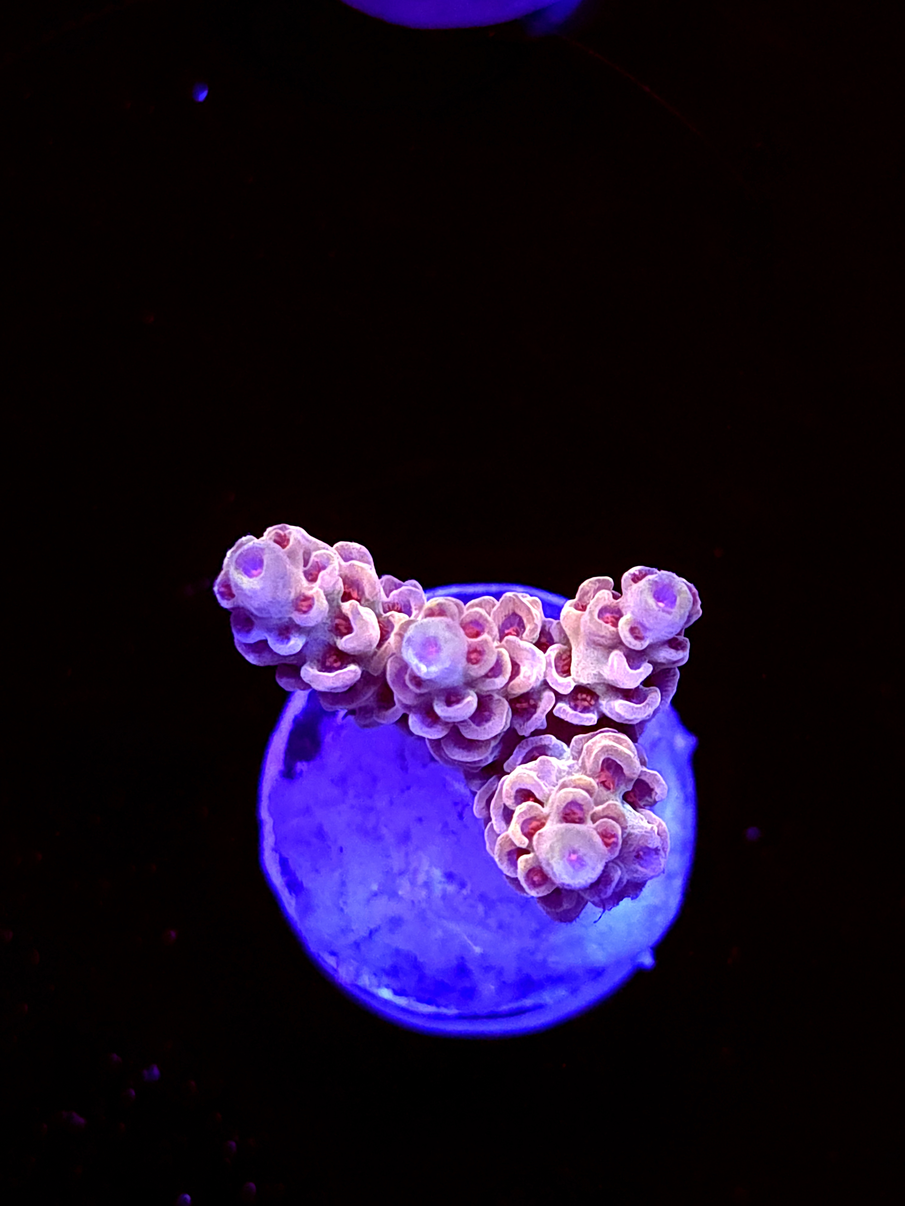 SBB "Cremebule" Acro Small 3+ Branch