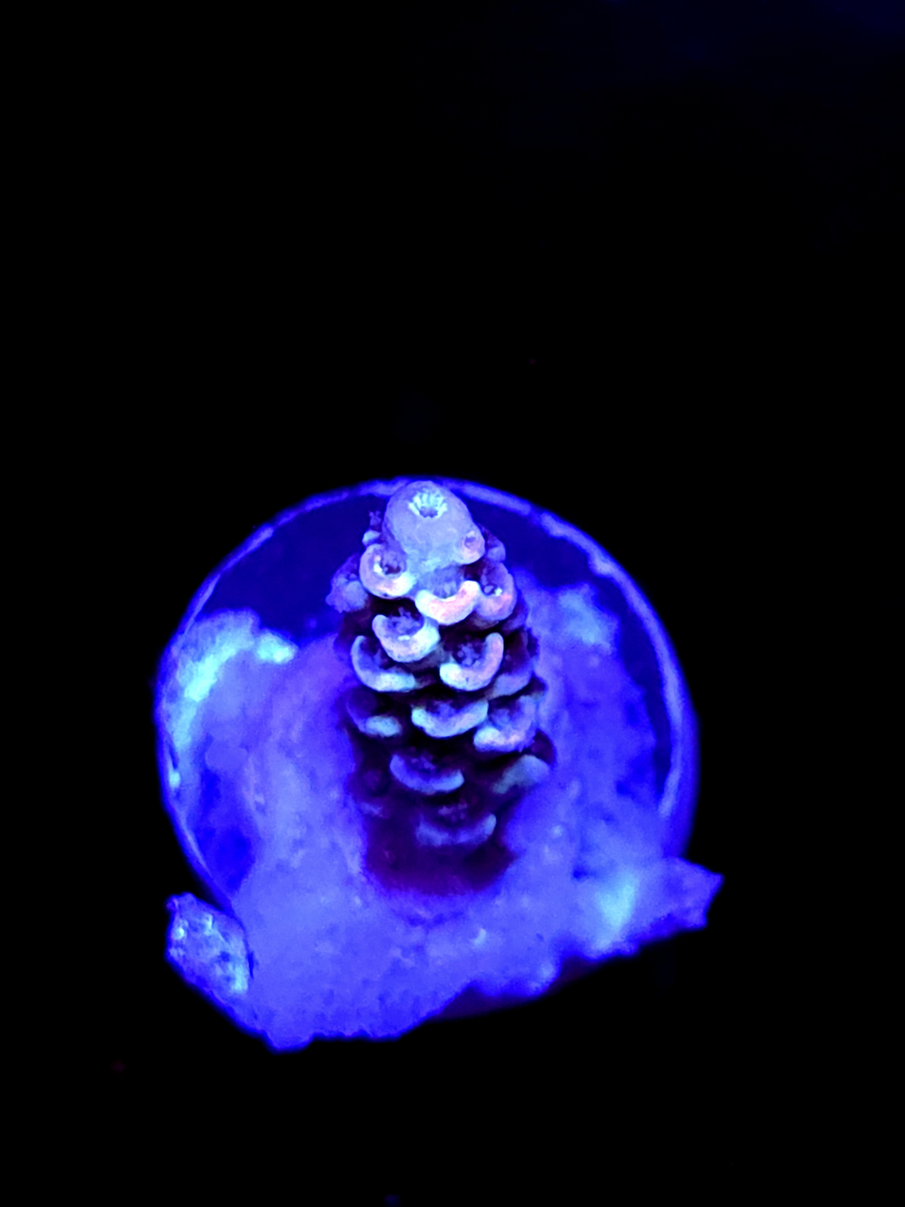 SBB "Gummy Kraken" Acro Small Branch