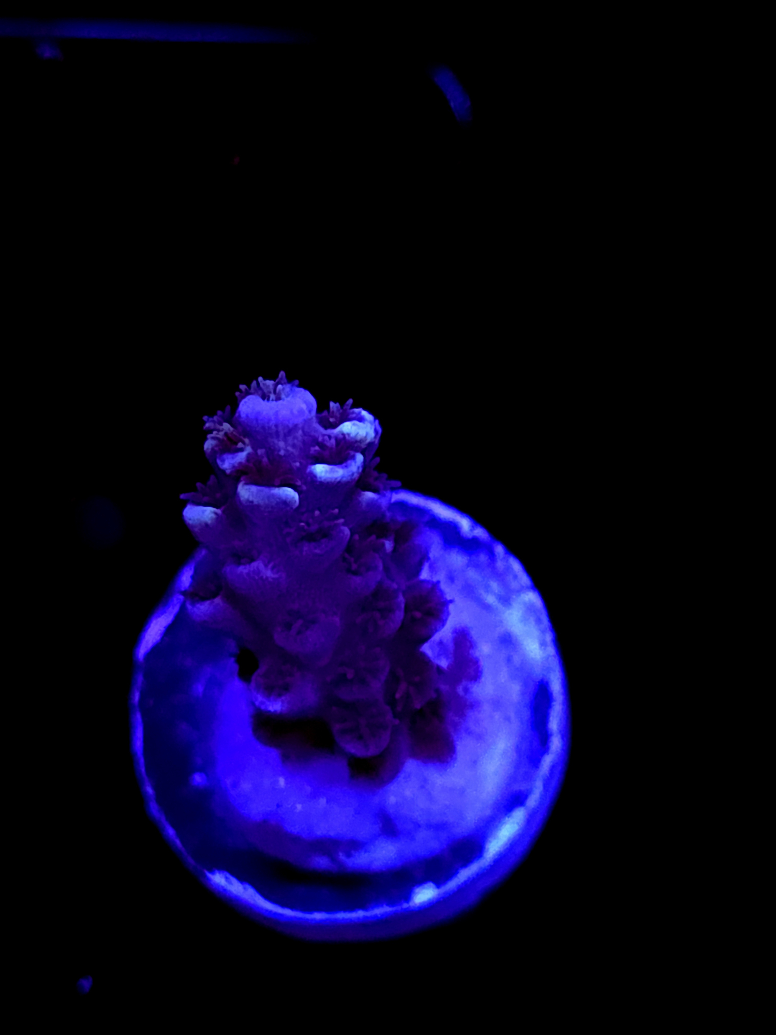 SBB "Gummy Kraken" Acro Small Branch