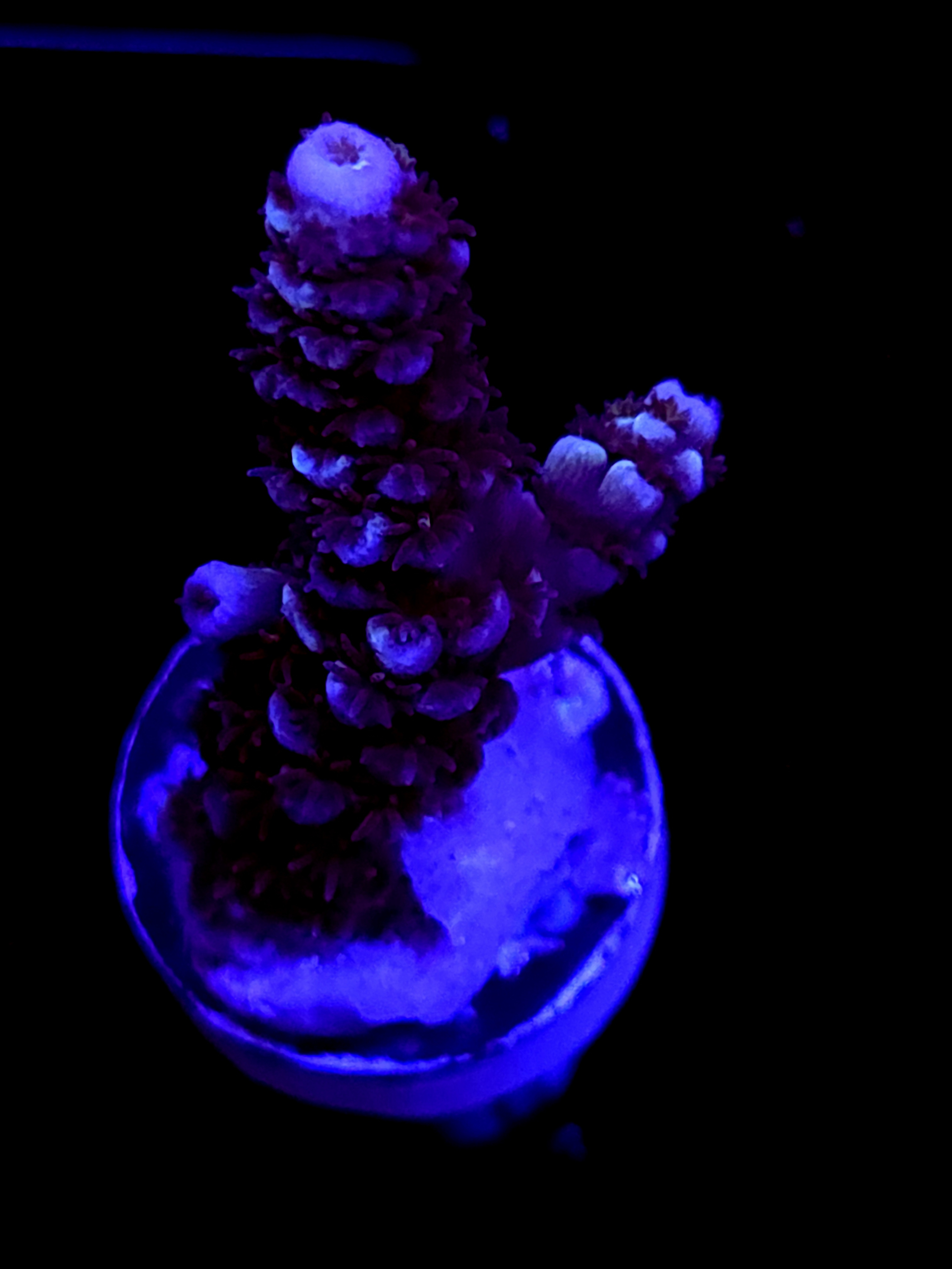 SBB "Gummy Kraken" Acro Medium Branch