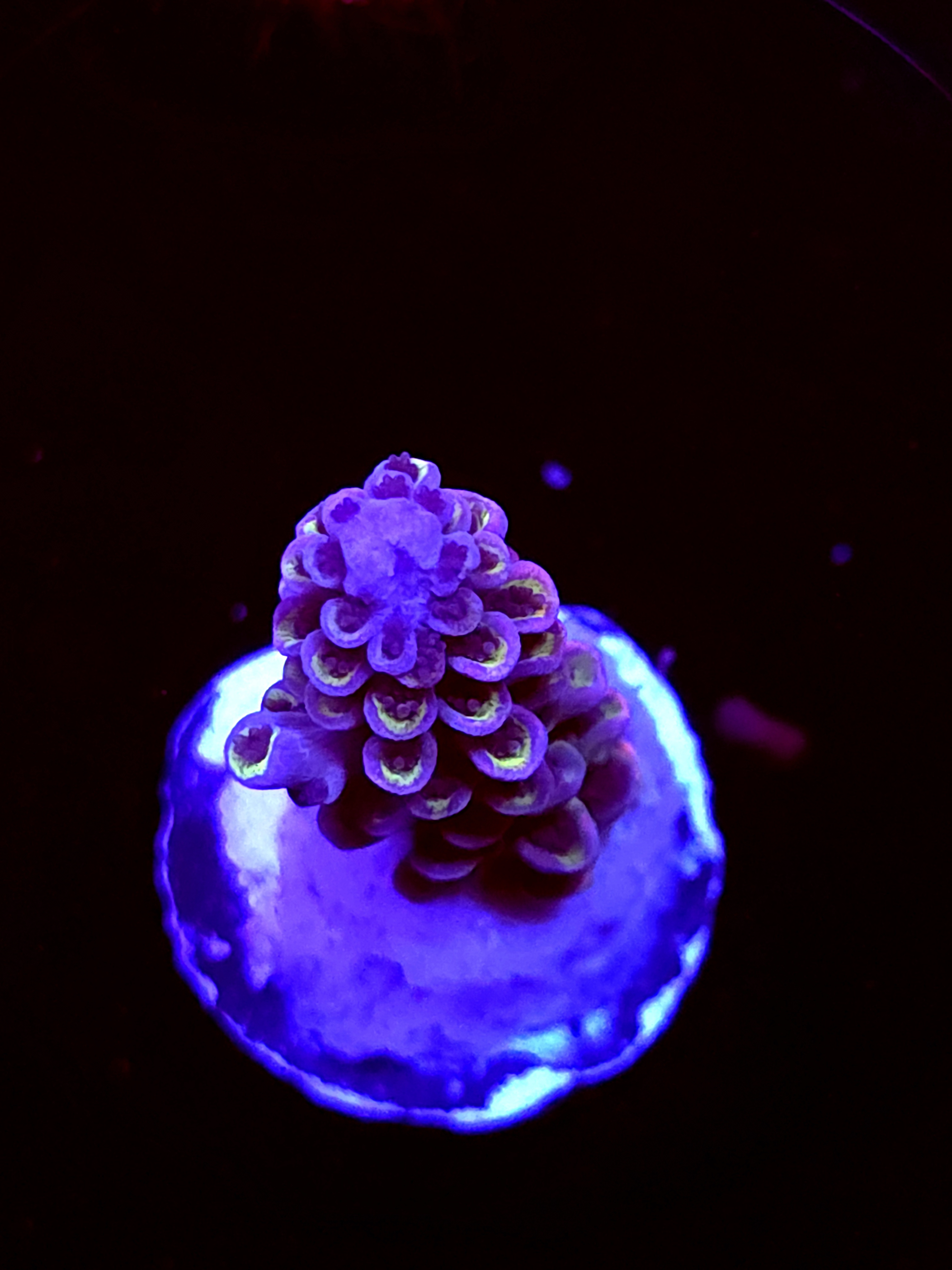 SBB "Candy Crane" Acro Medium Branch