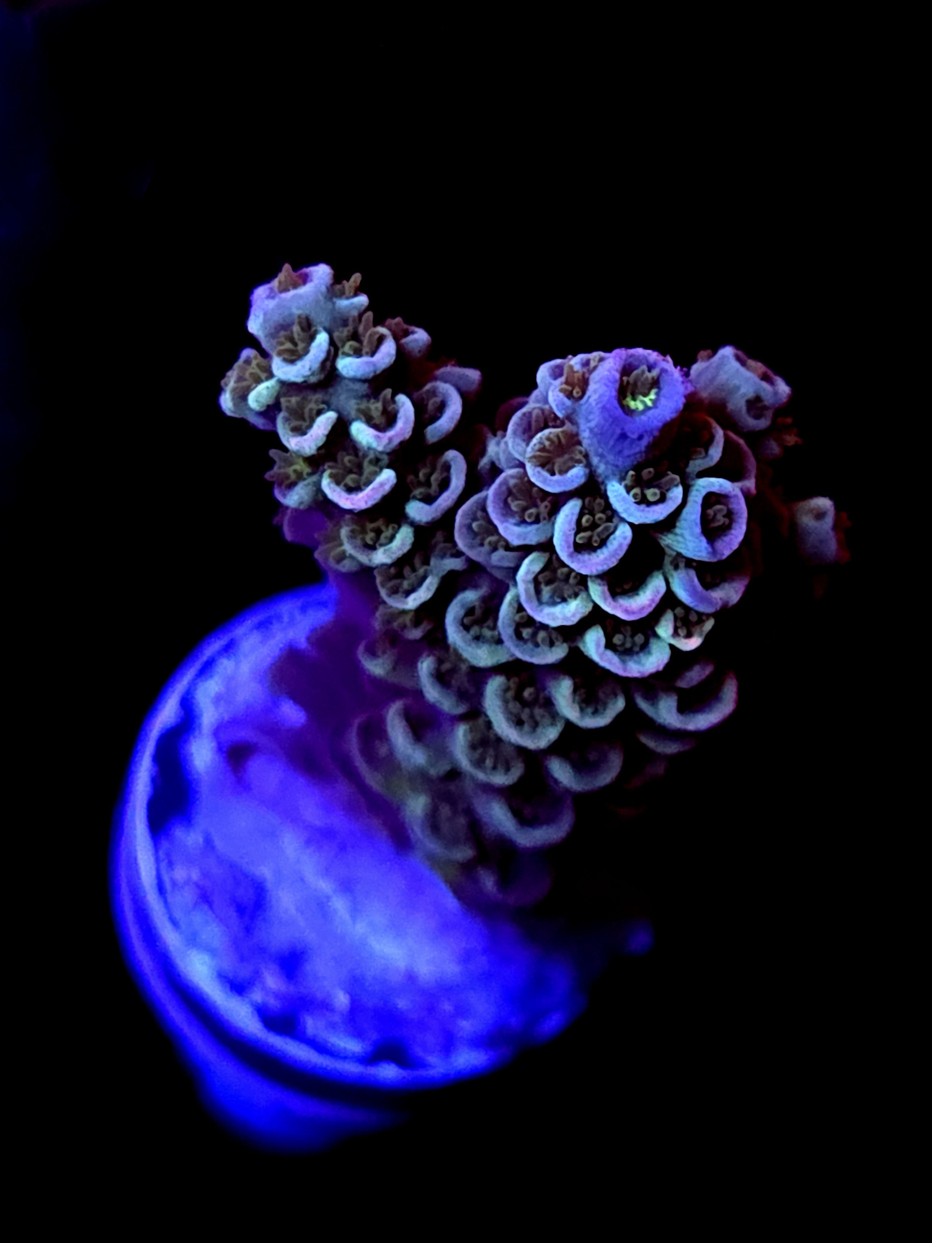 SBB "Bugs Bunny" Acro Medium Branch