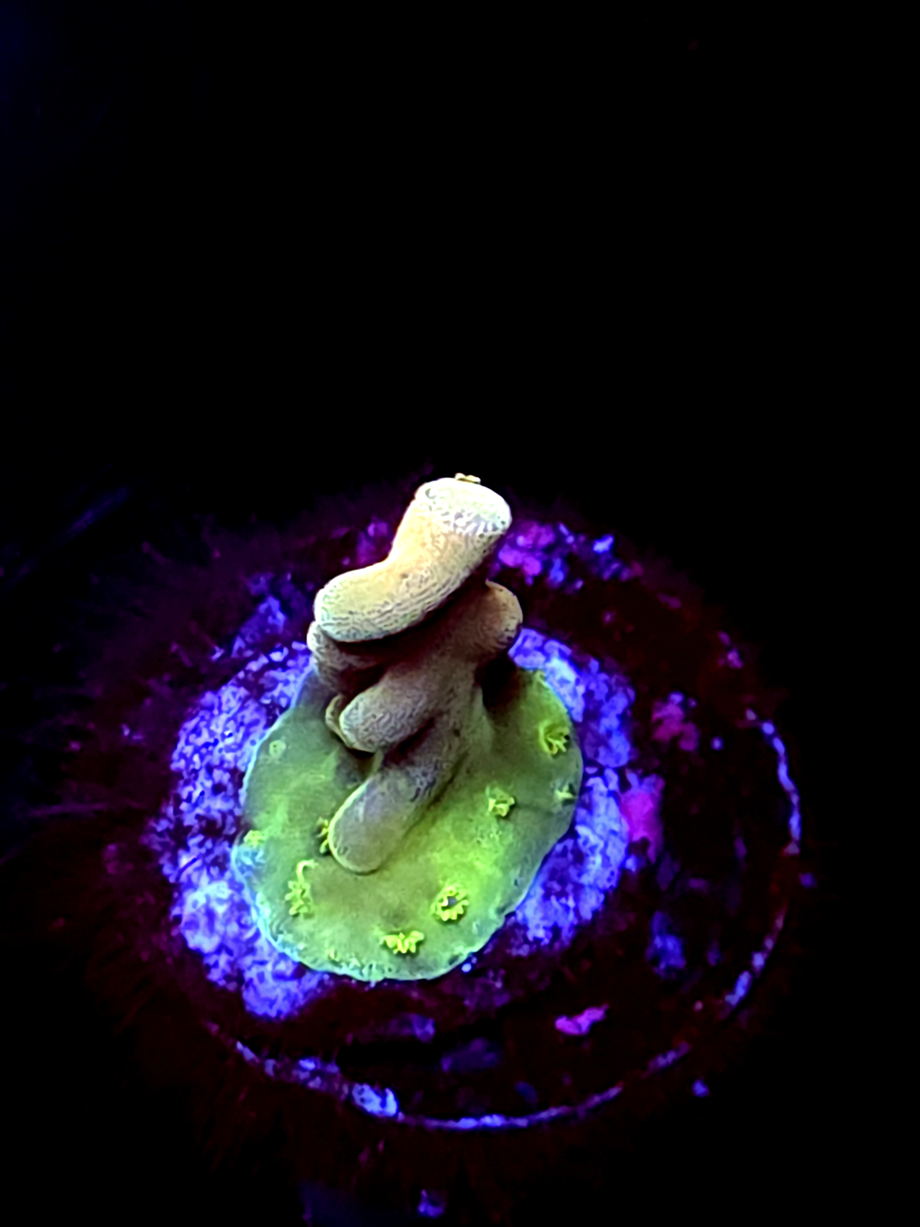 SBB "Gummy Reactor" Acro Small Branch