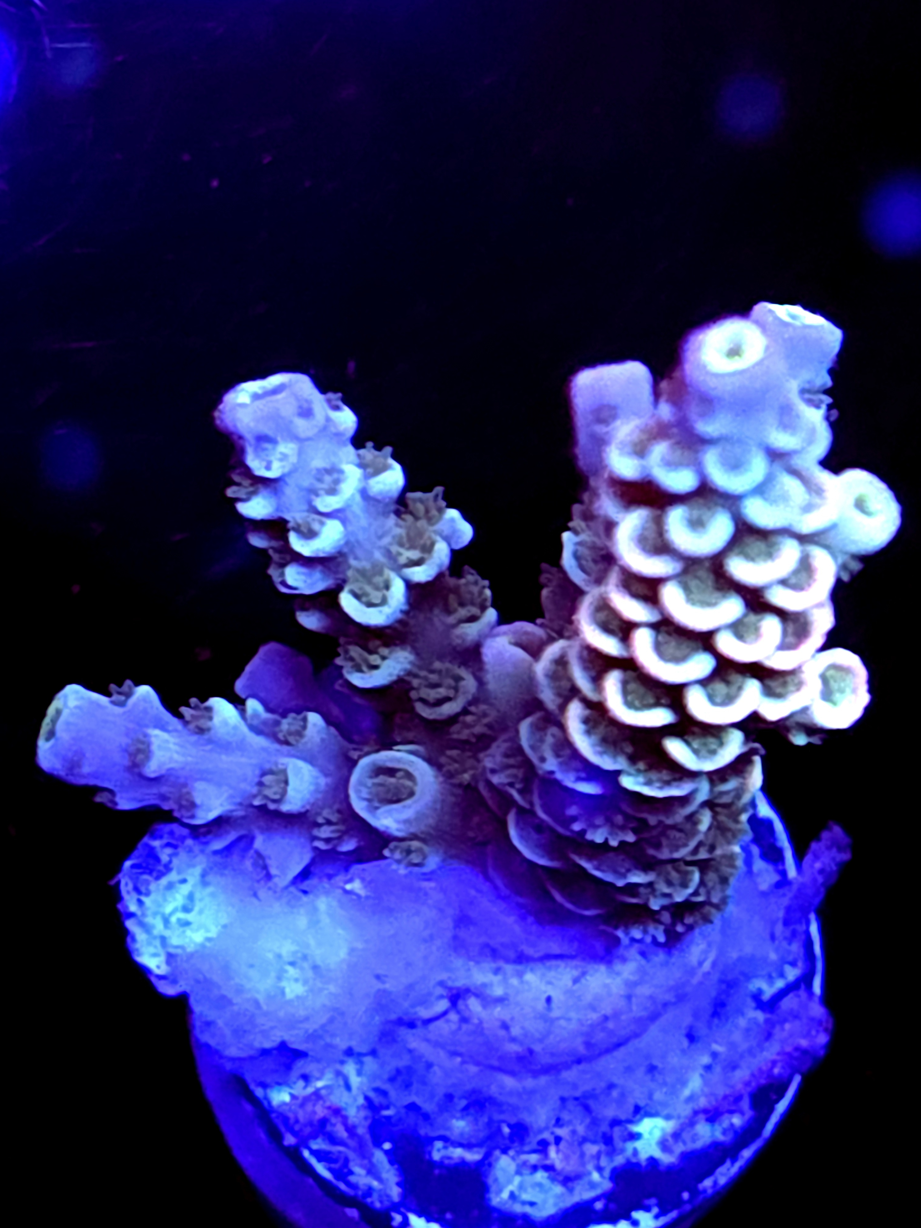 SBB "Disney" Acro Large 3 Branch