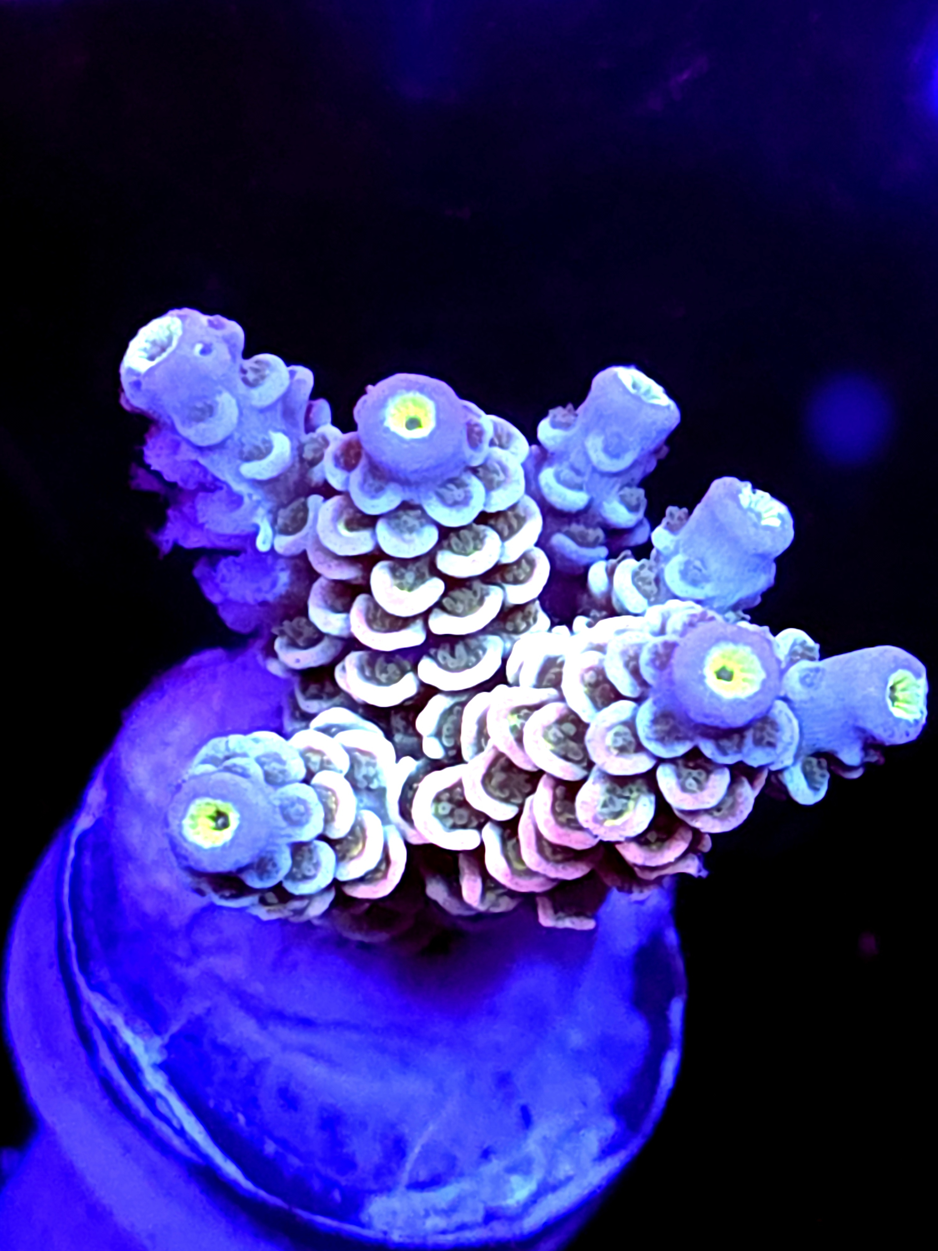 SBB "Mystery Signature" Acro Medium Multibranch