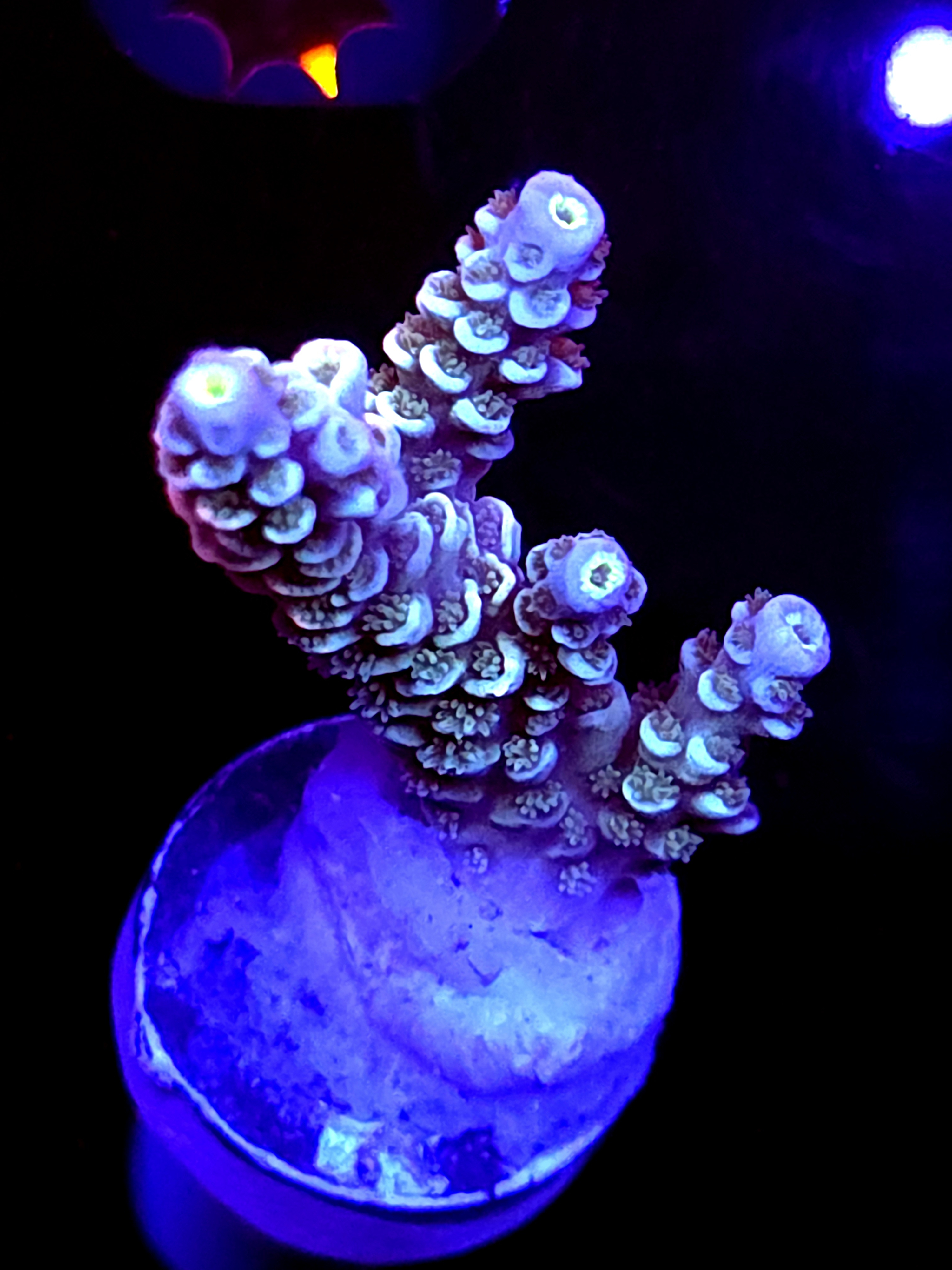 SBB "Disney" Acro Medium 3 Branch