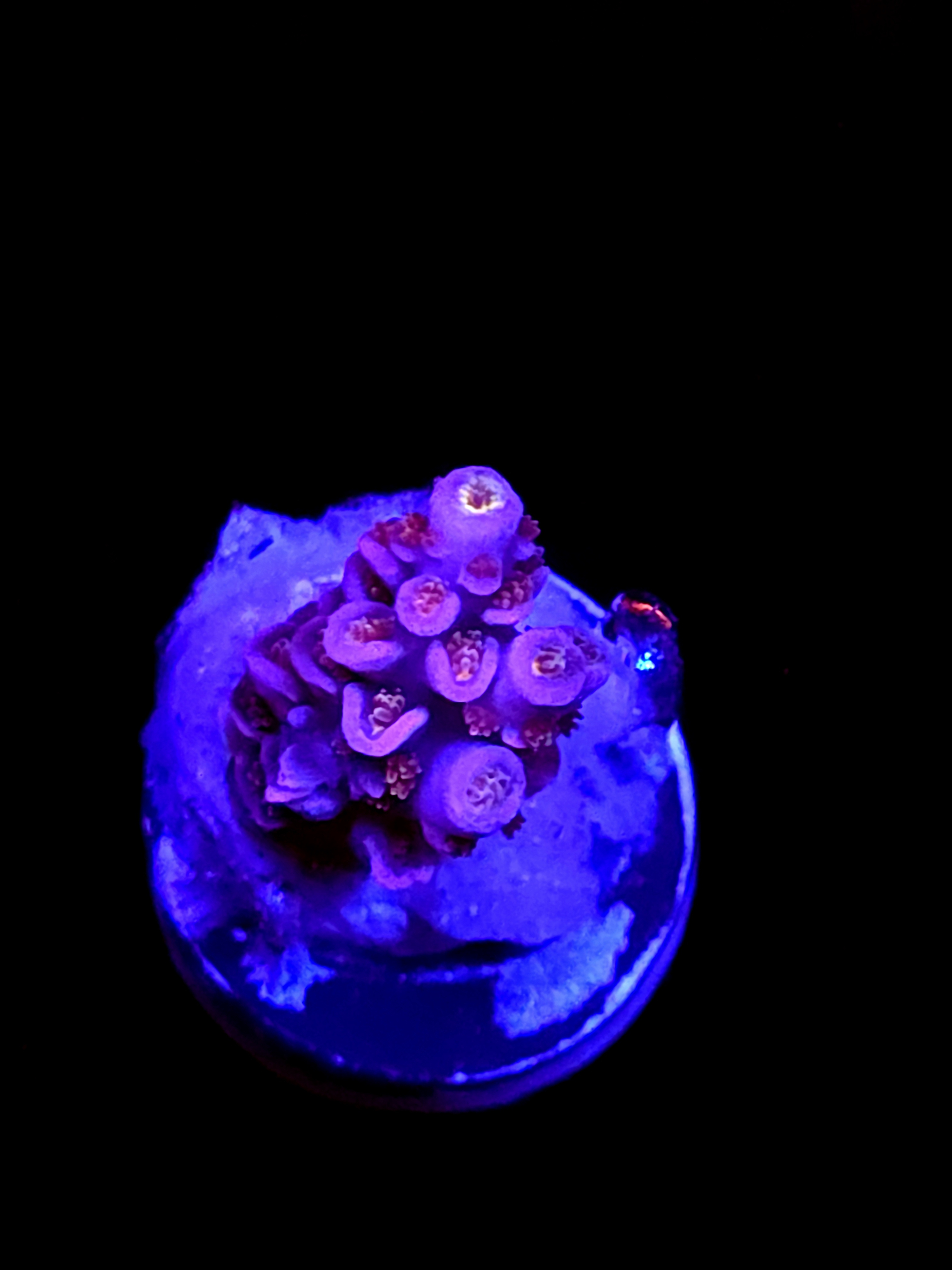 SBB "Neon Night" Acro Small Branch