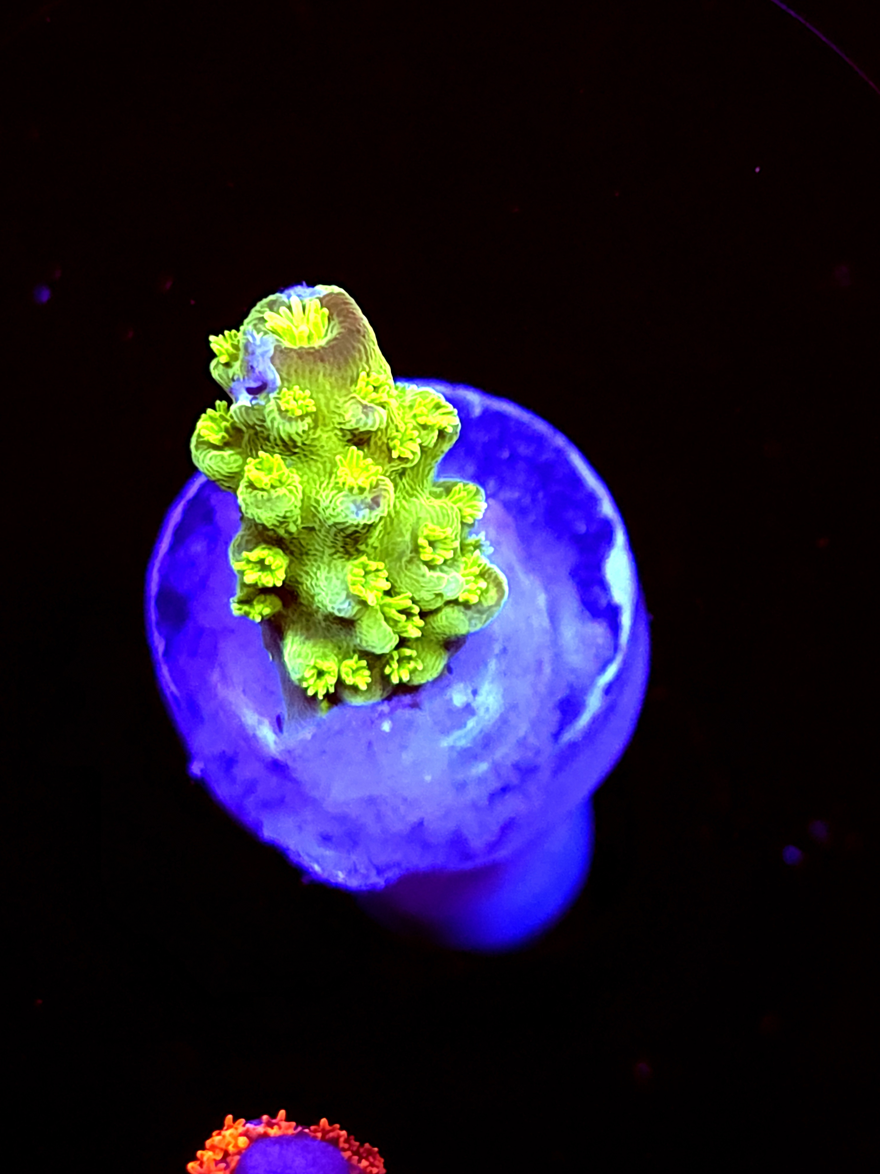 SBB "Mystery Signature" Acro Small Branch