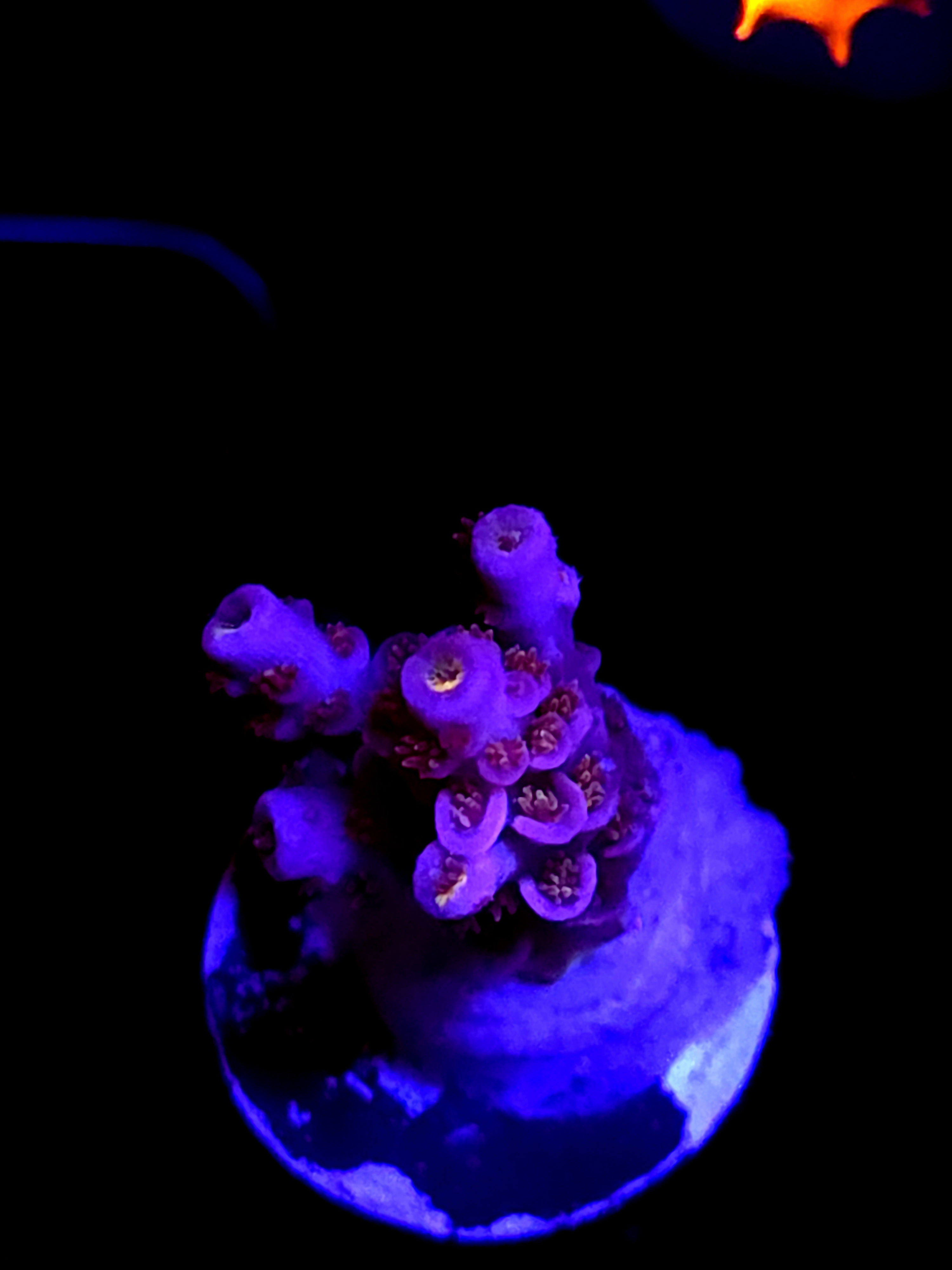 SBB "Mystery Signature" Acro Small Branch