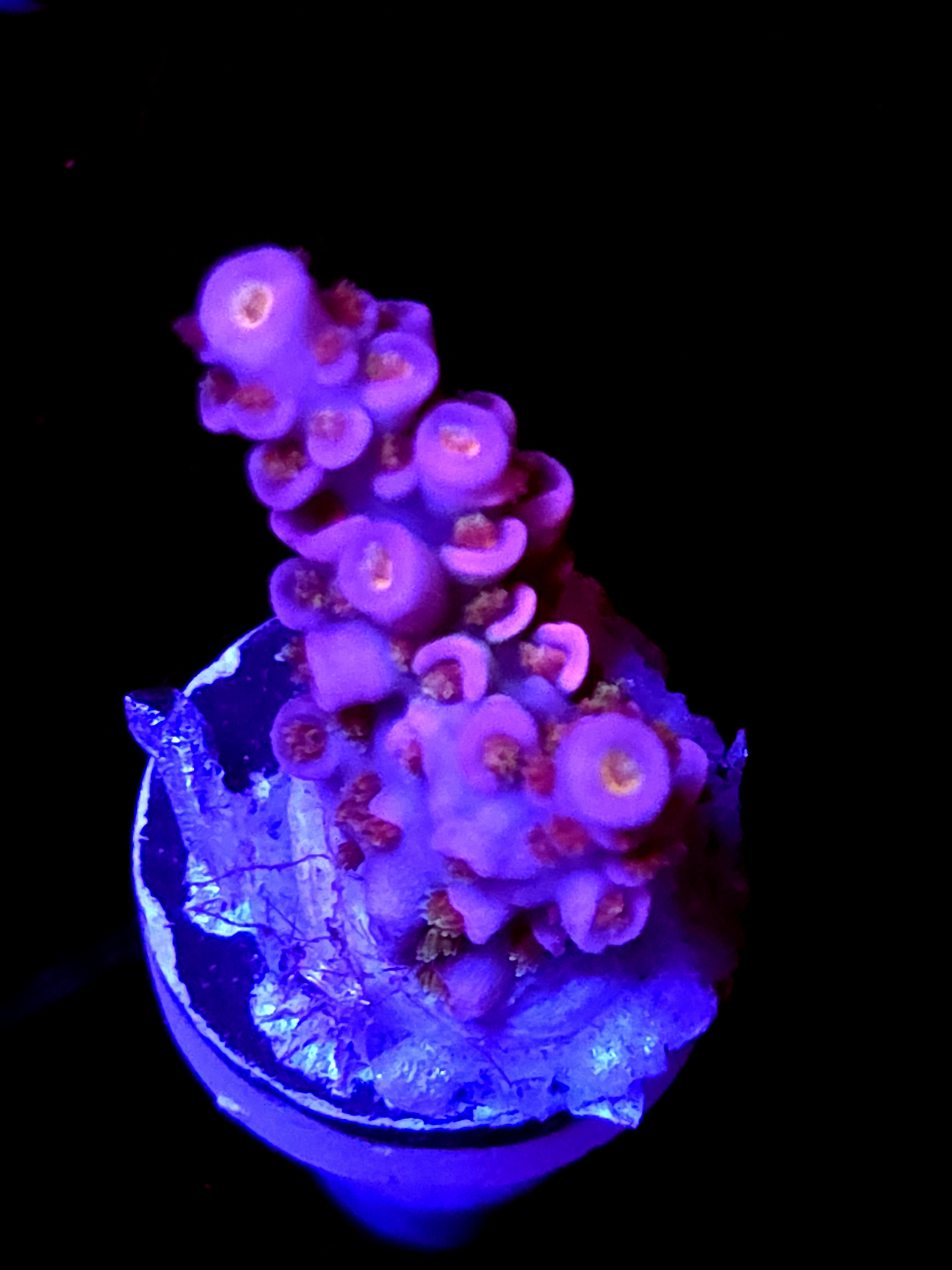 SBB "Neon Night" Acro Small 2 Branch