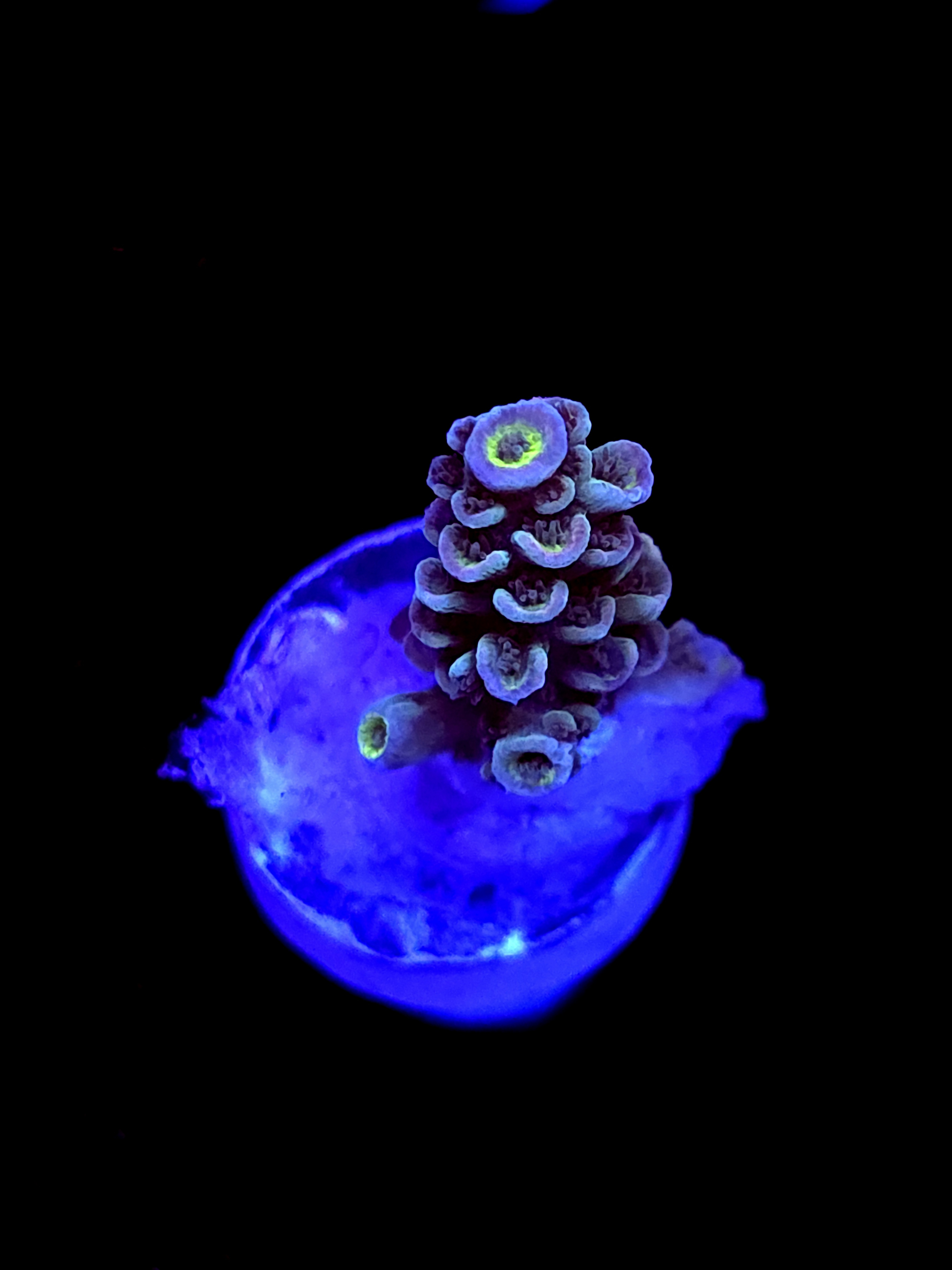 SBB "Santa Claus" Acro Small Branch