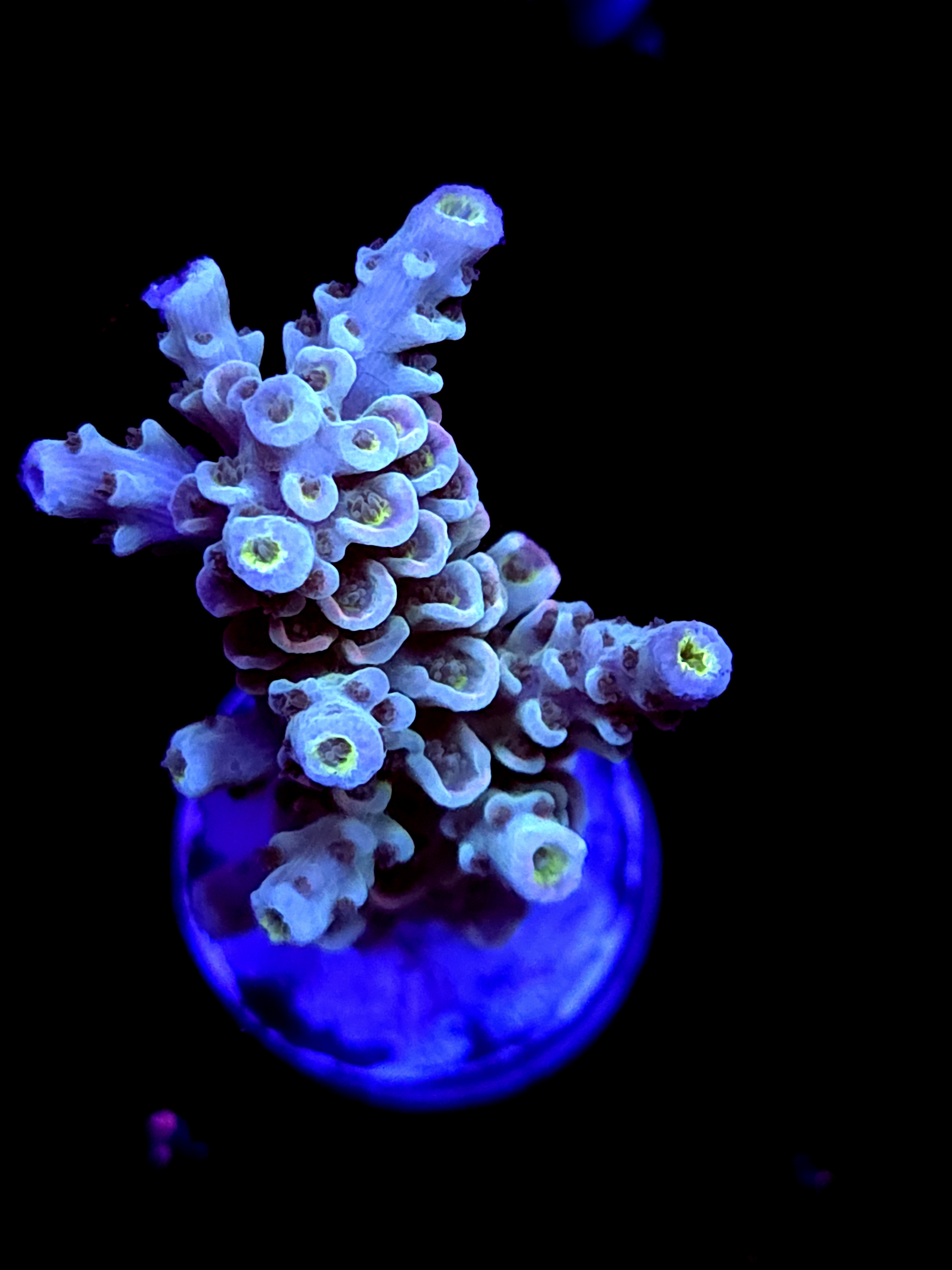 SBB "Santa Claus" Acro Medium Branch