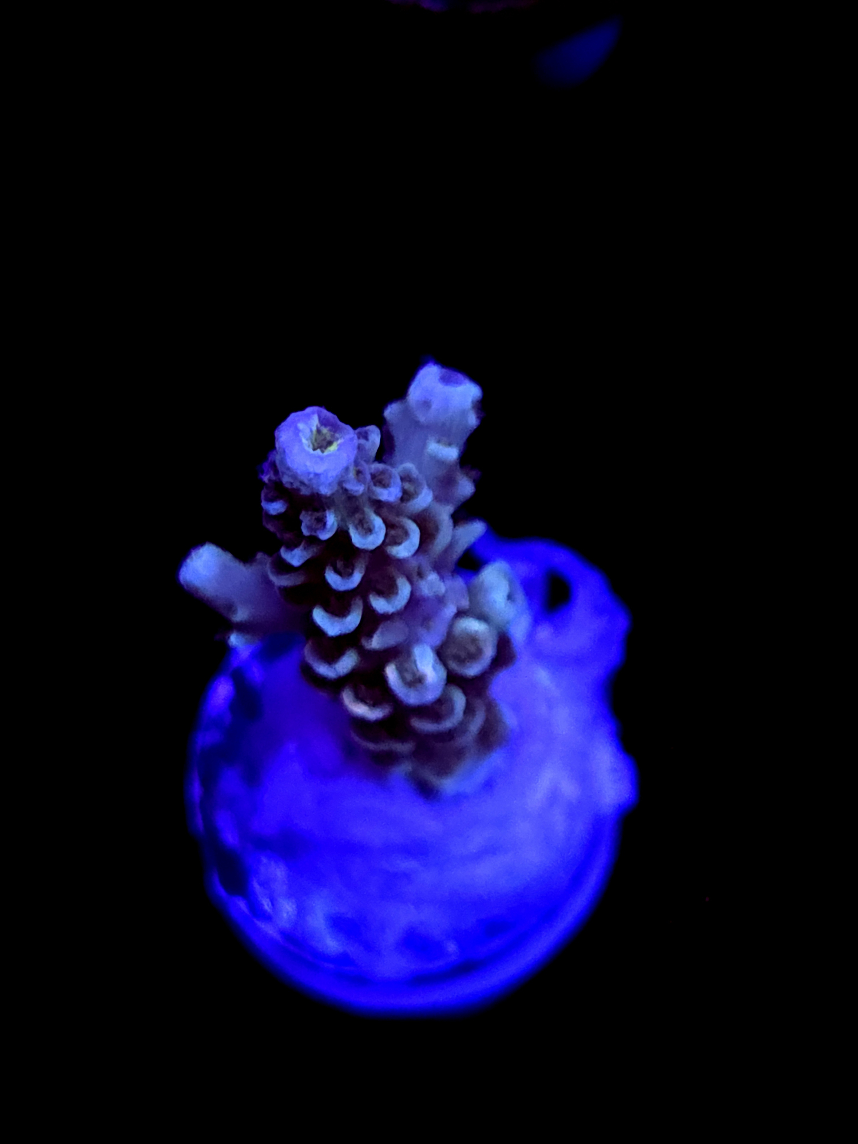 SBB "Santa Claus" Acro Small Branch