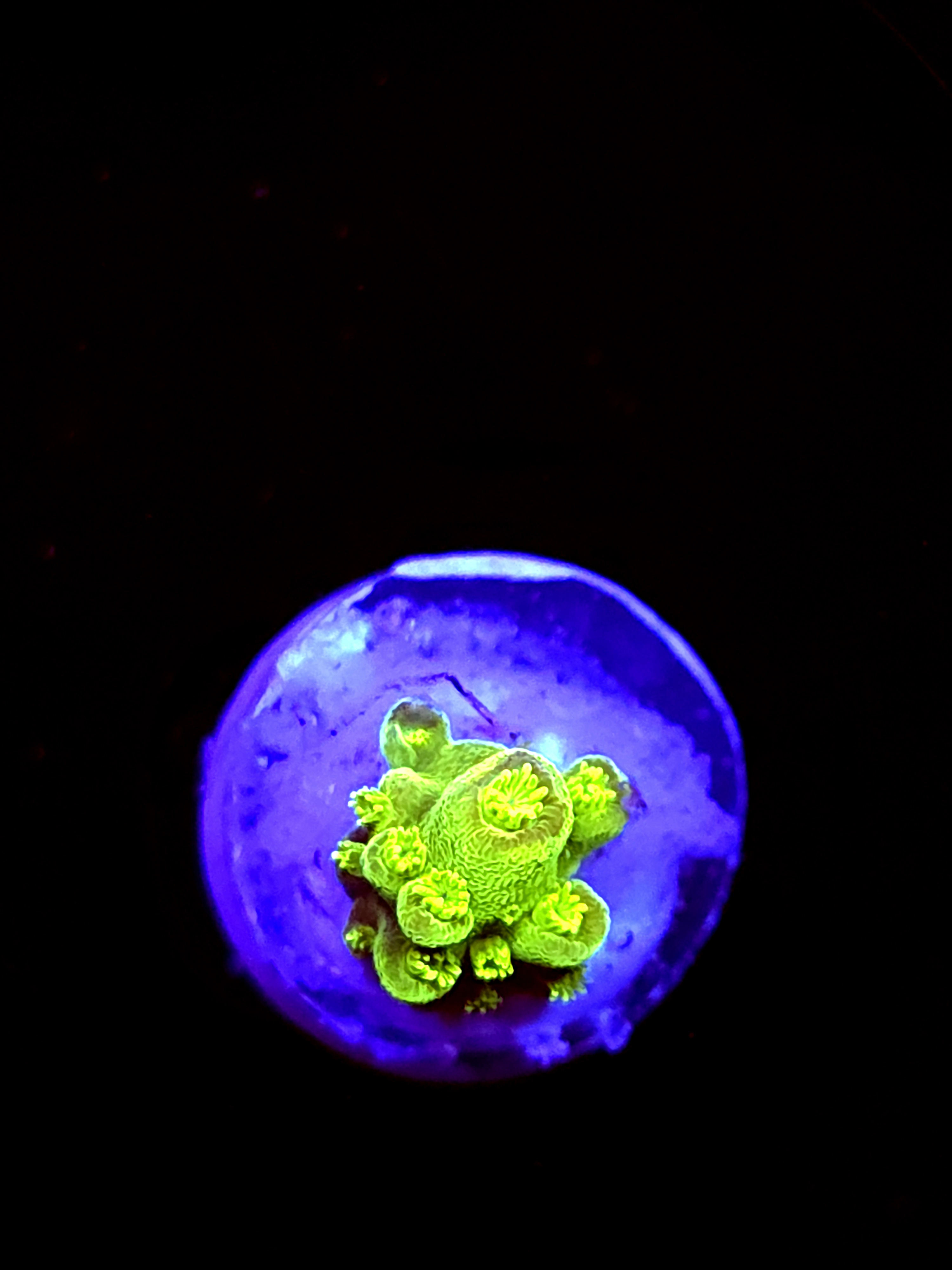 SBB "Apple Jacks" Acro tiny Branch