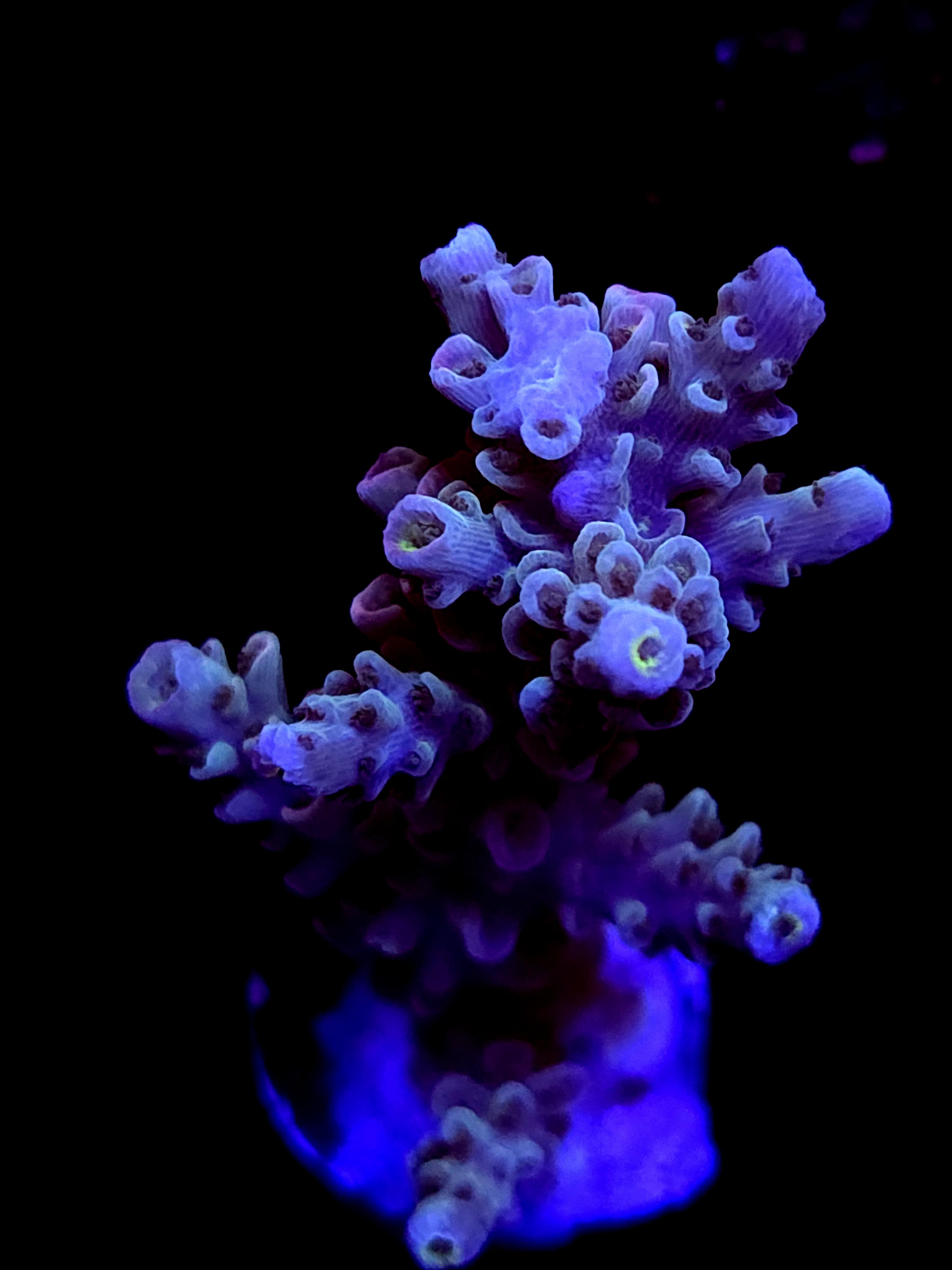 SBB "Mystery Signature" Acro Large Multibranch