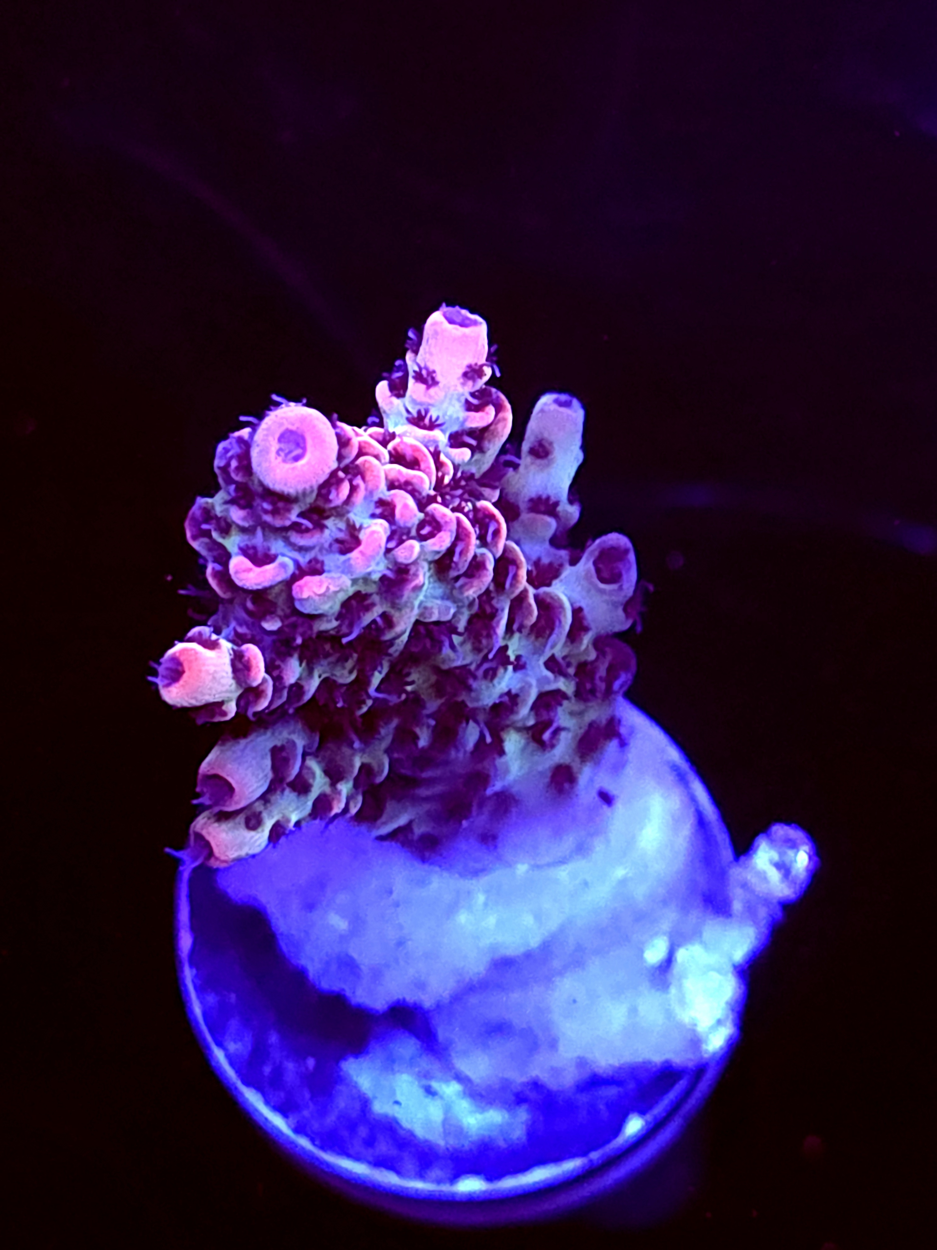 SBB "Mystery Signature" Acro Medium Branch