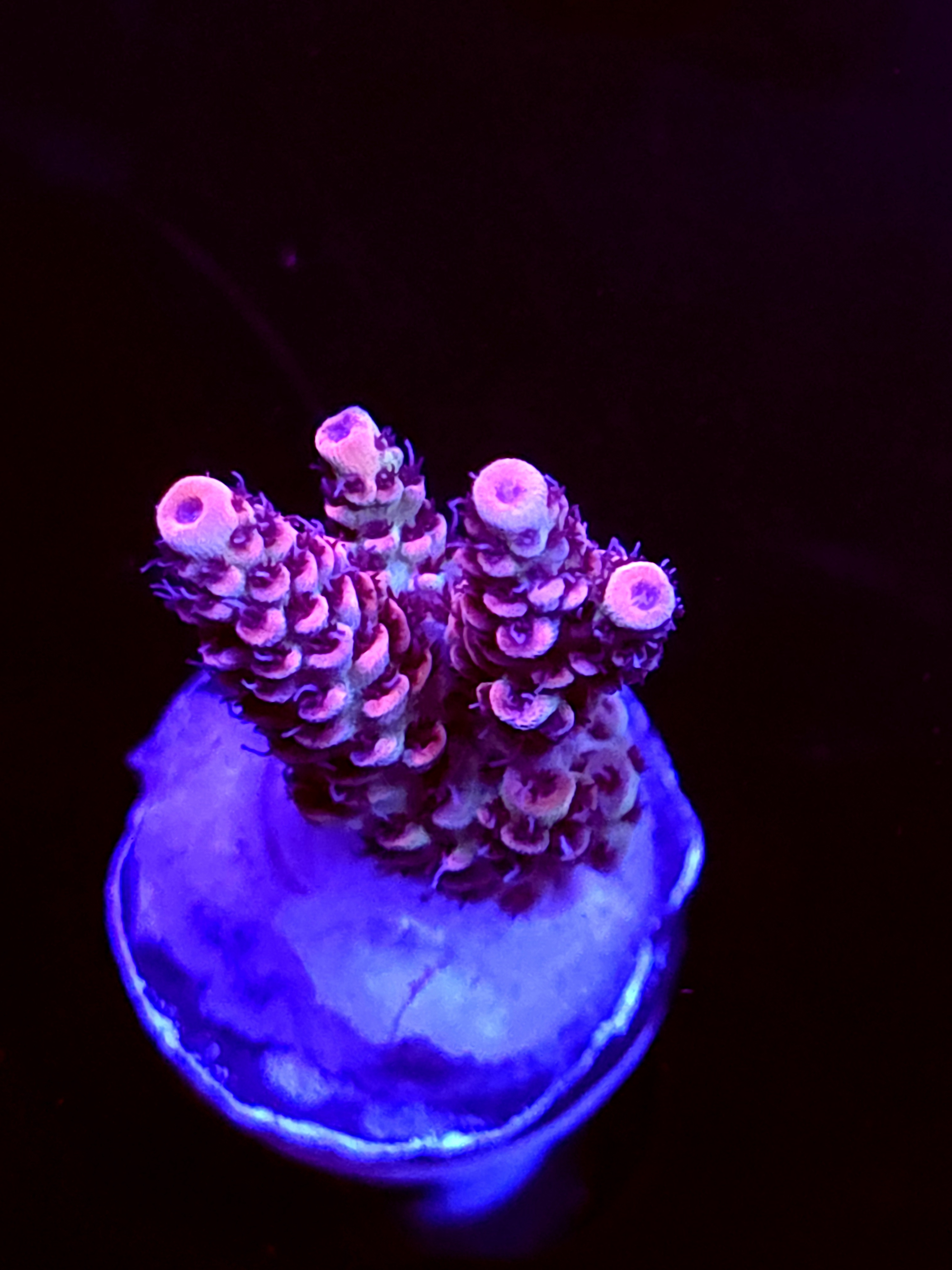 SBB "Crazy Planet" Acro Medium 2 Branch