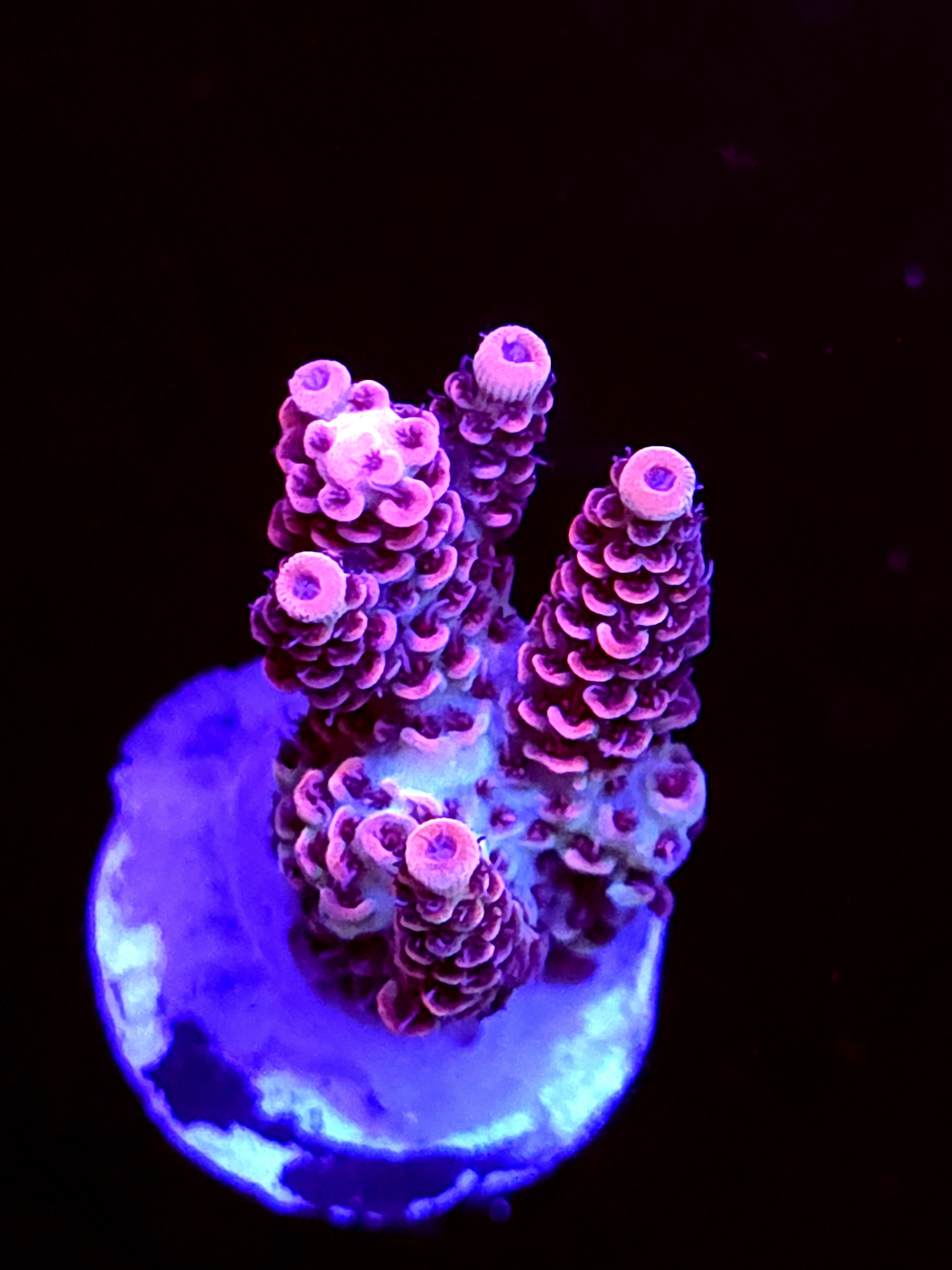 SBB "Crazy Planet" Acro Medium 3 Branch