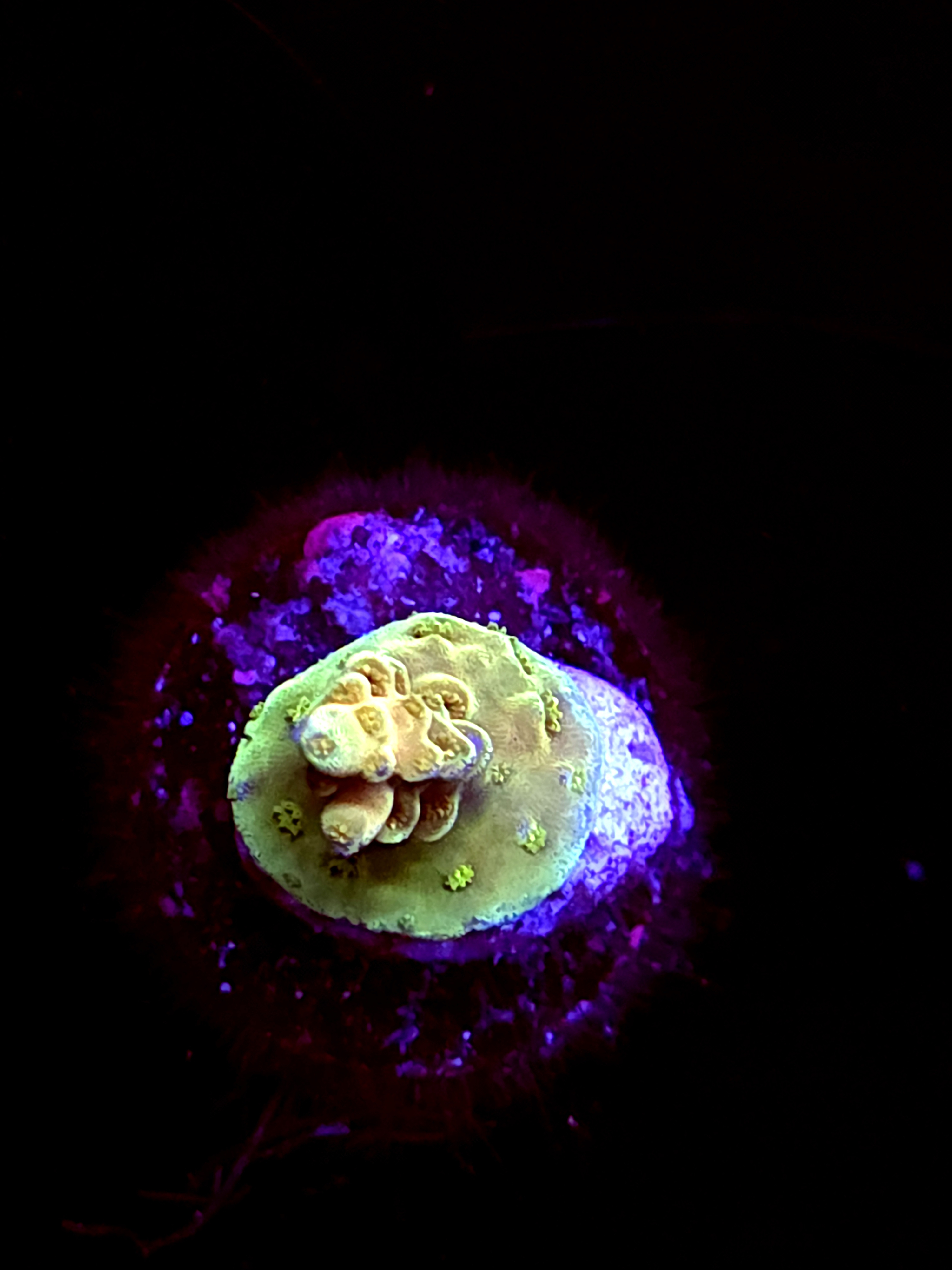 SBB "Gummy Reactor" Acro Tiny Crusted