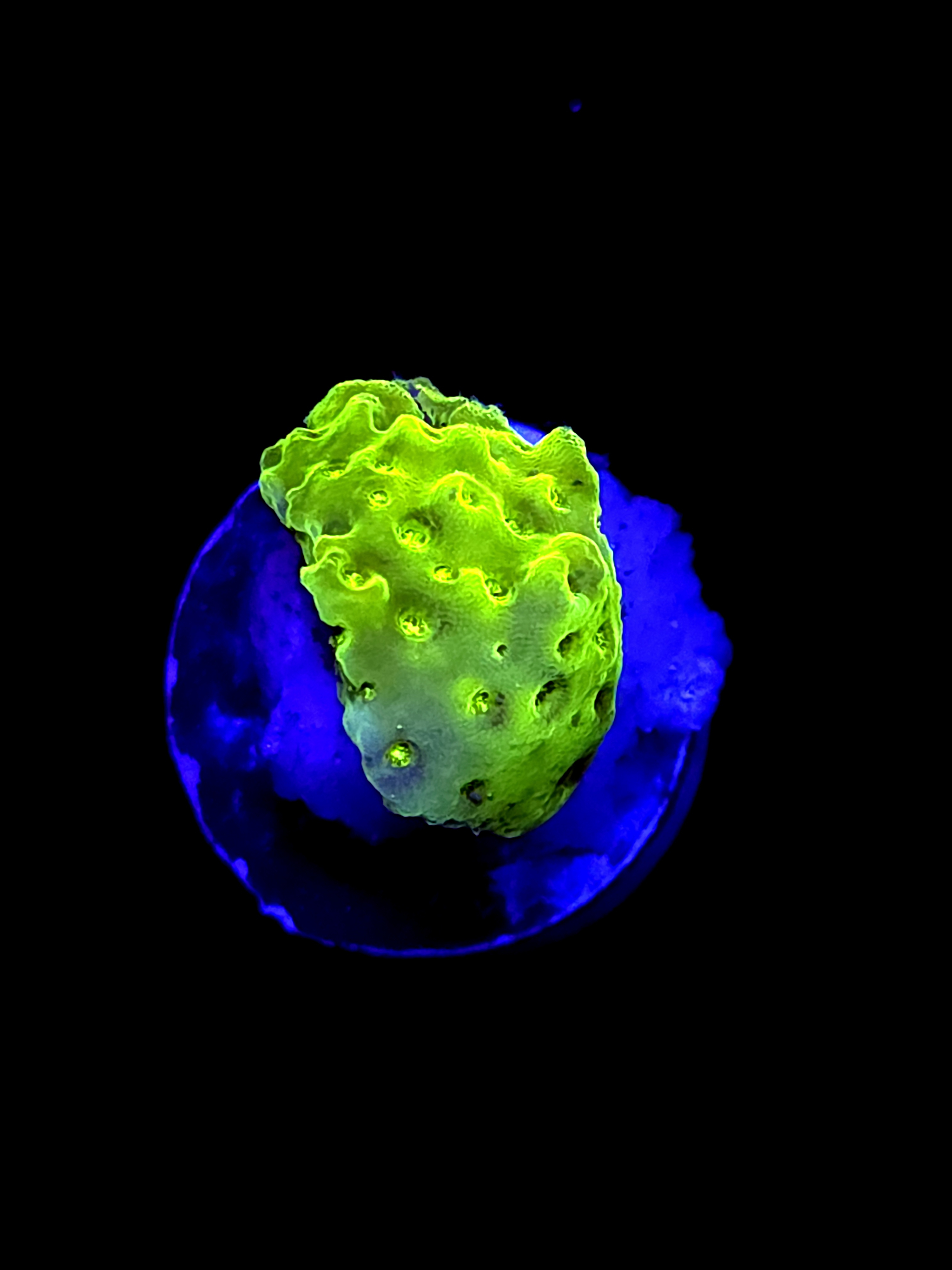 SBB "Apple Jacks" Acro Tiny Chunky