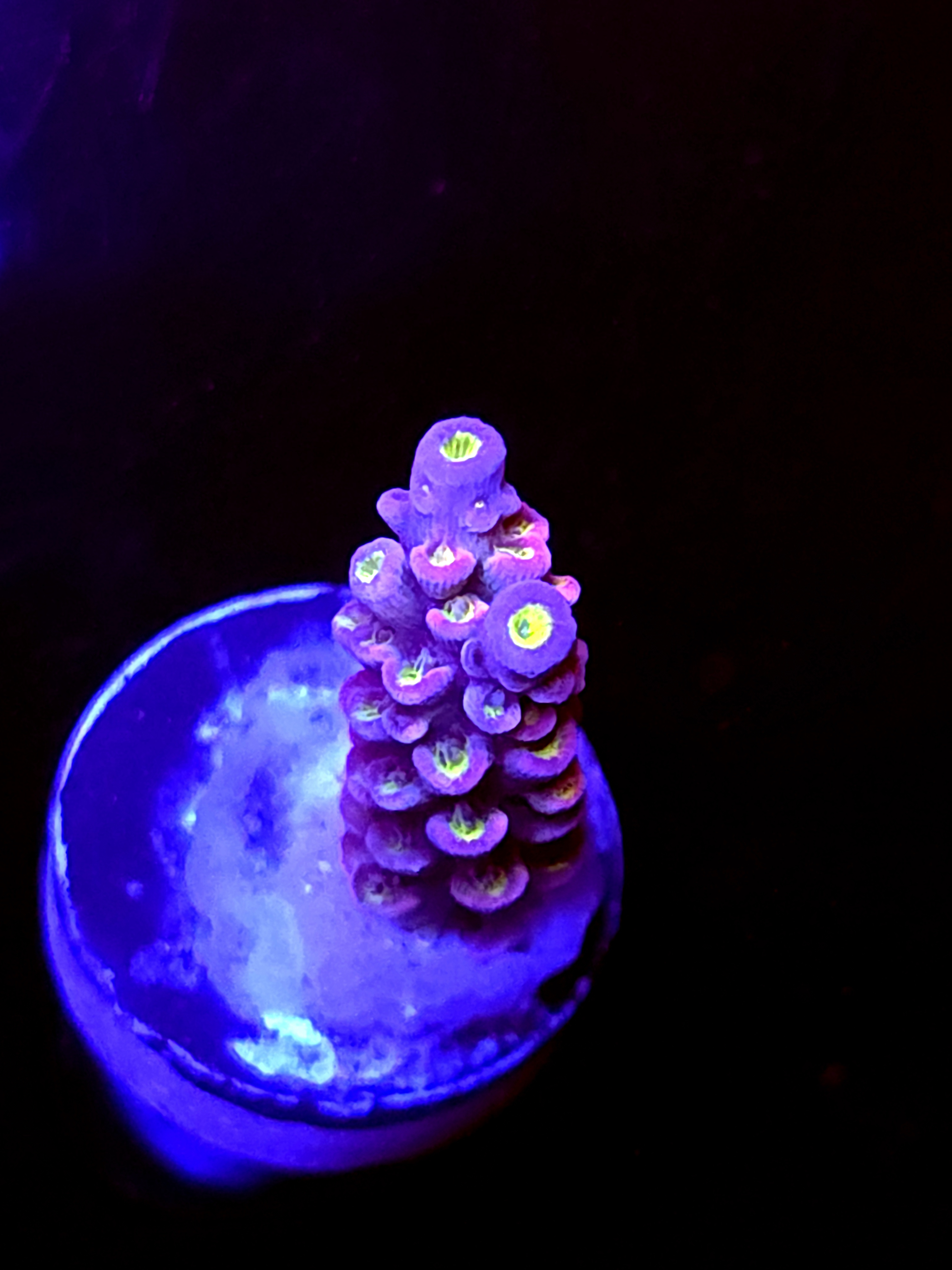 SBB "Glow Bird" Acro Small Branch