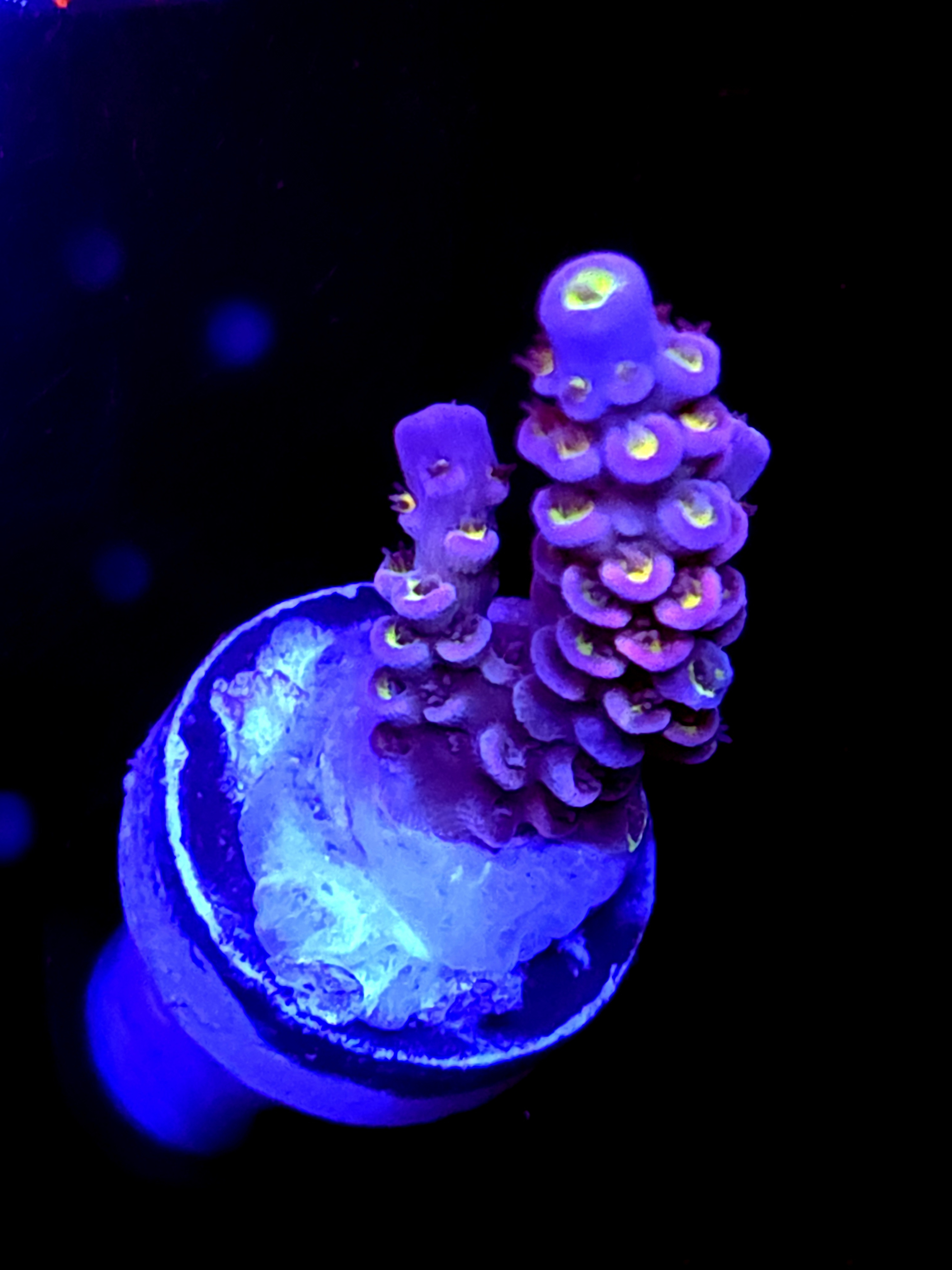 SBB "Glow Bird" Acro Medium Branch