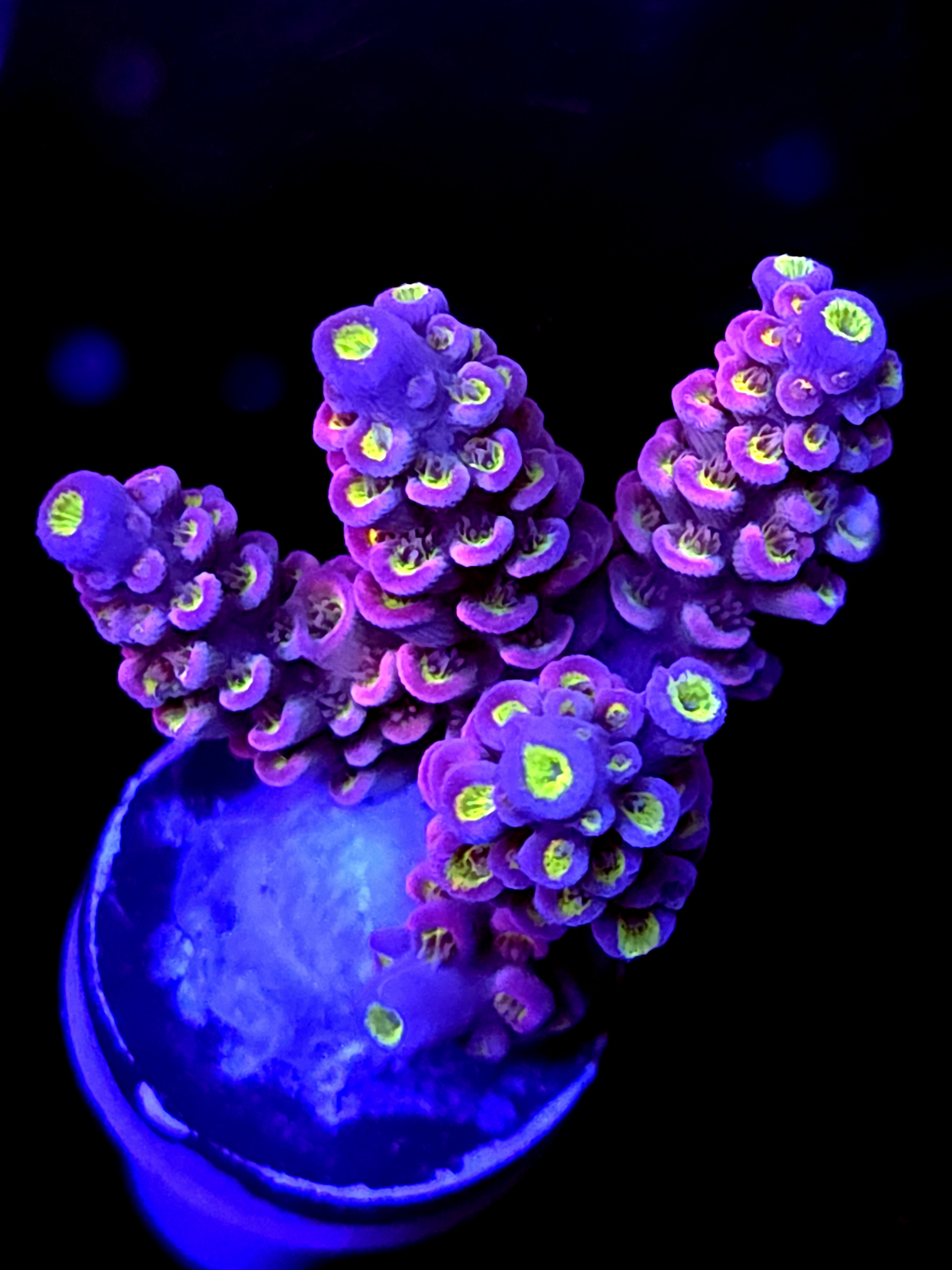 SBB "Glow Bird" Acro Medium 4 Branch