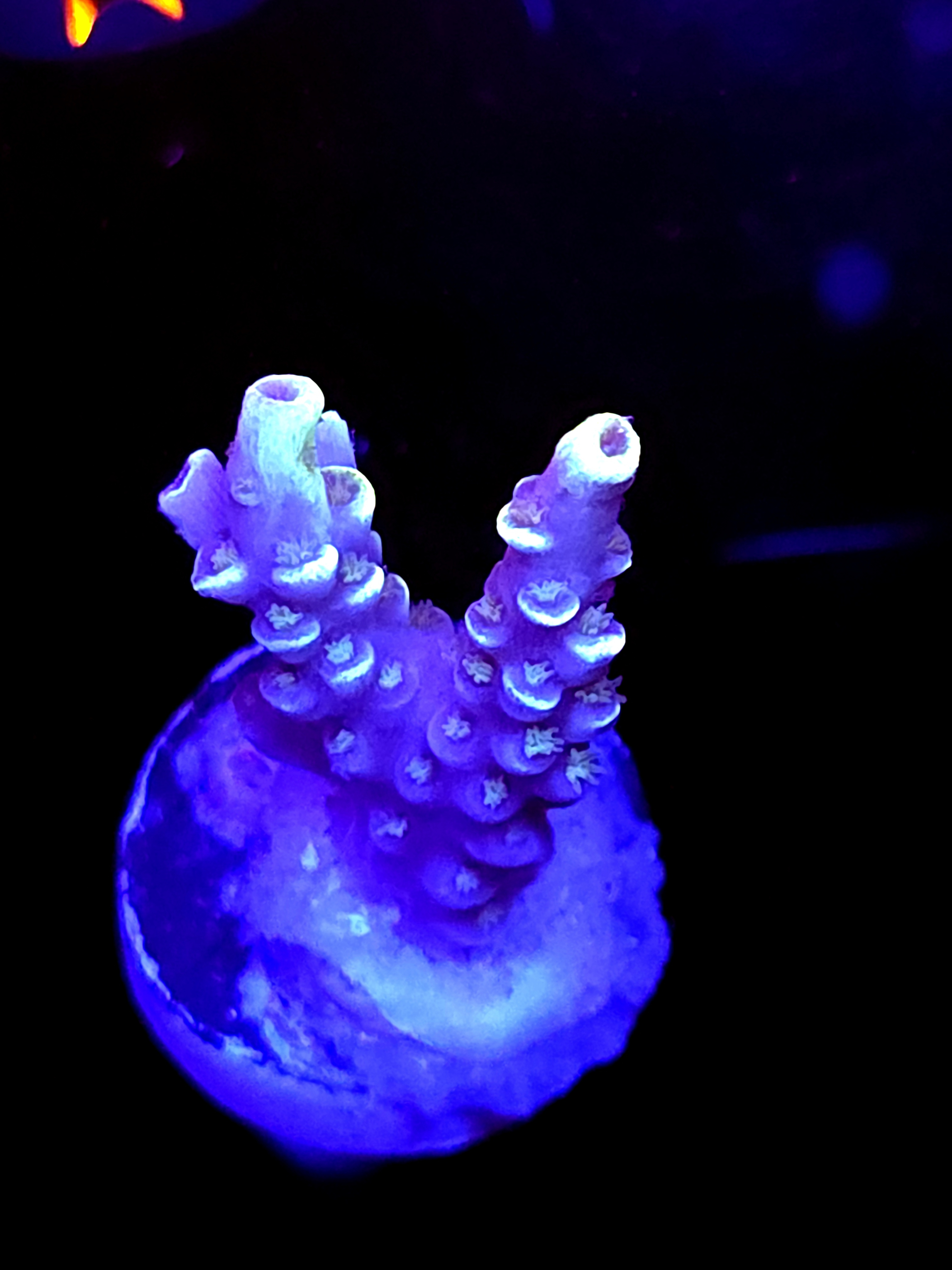 SBB "Mystery Signature" Acro Small 2 Branch