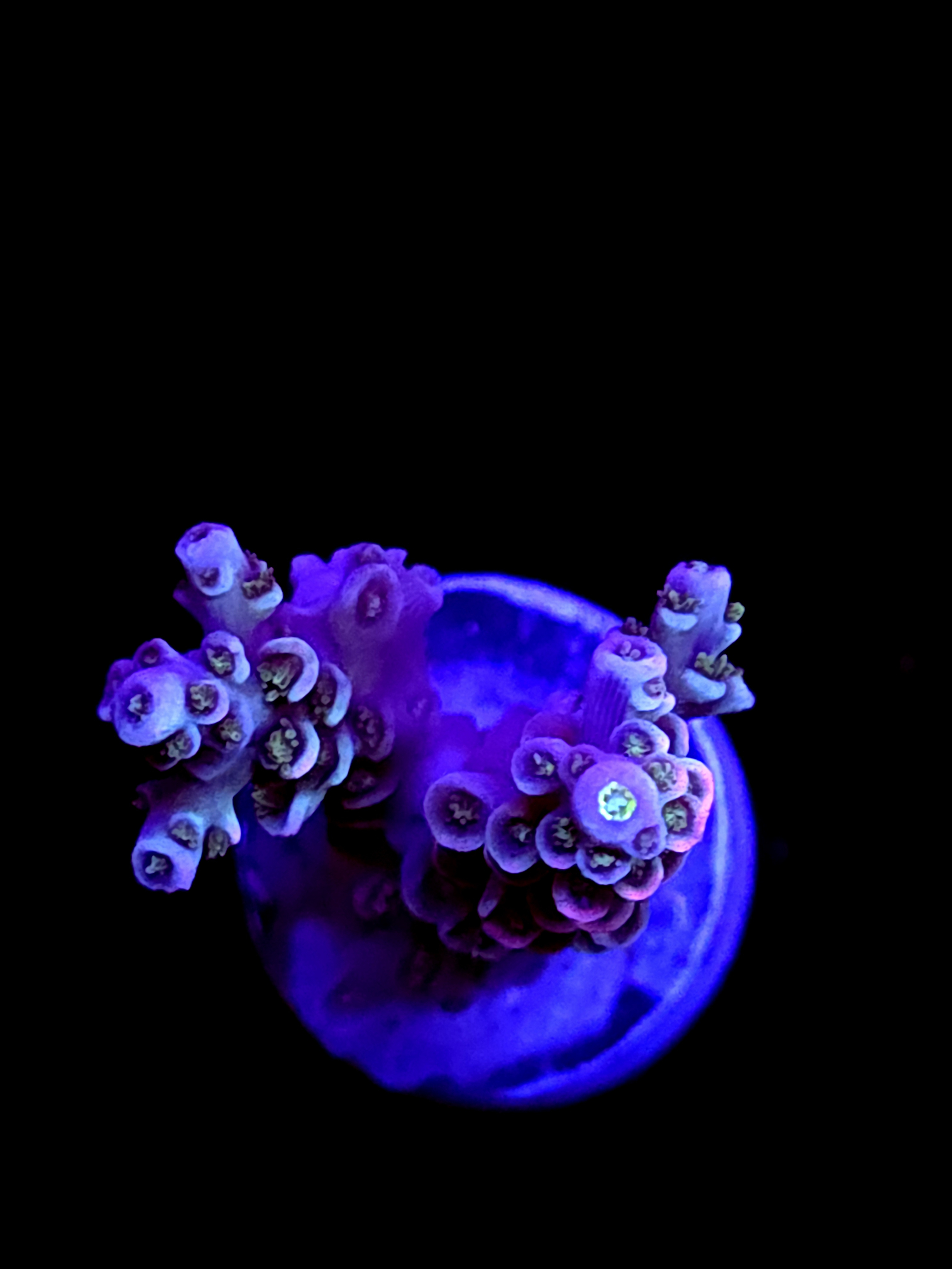 SBB "Glow Flux" Acro Medium 2 Branch
