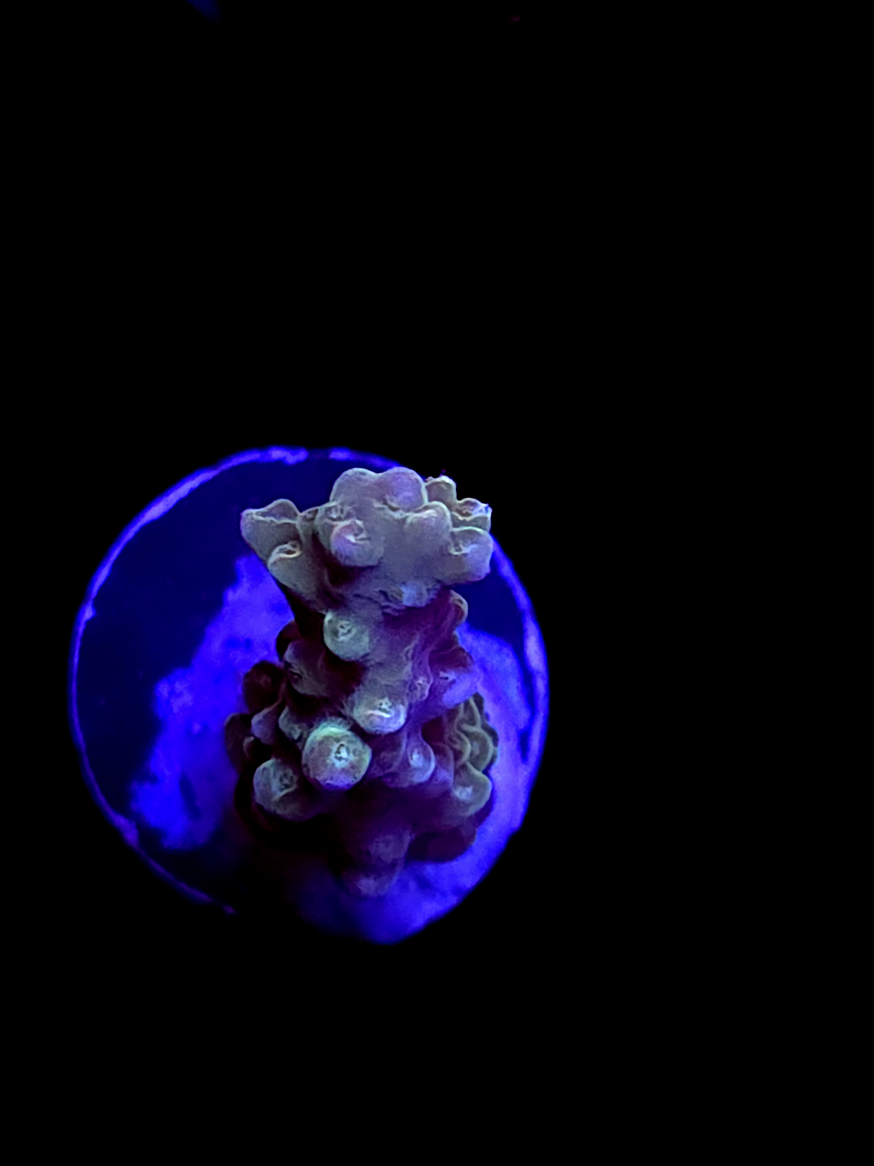 SBB "Afterburner" Acro Medium Branch